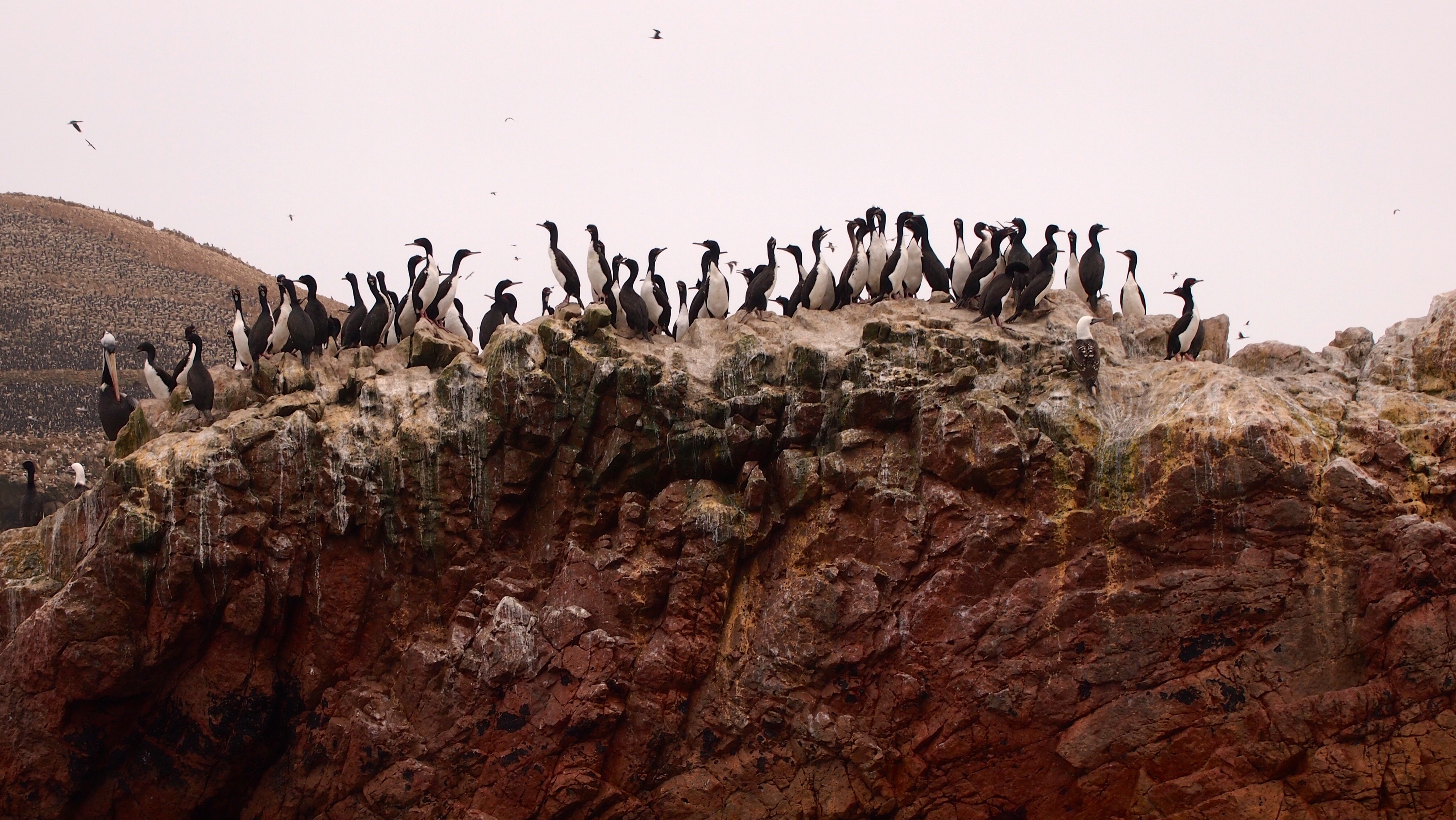 Islas Ballestas - Paracas, Peru