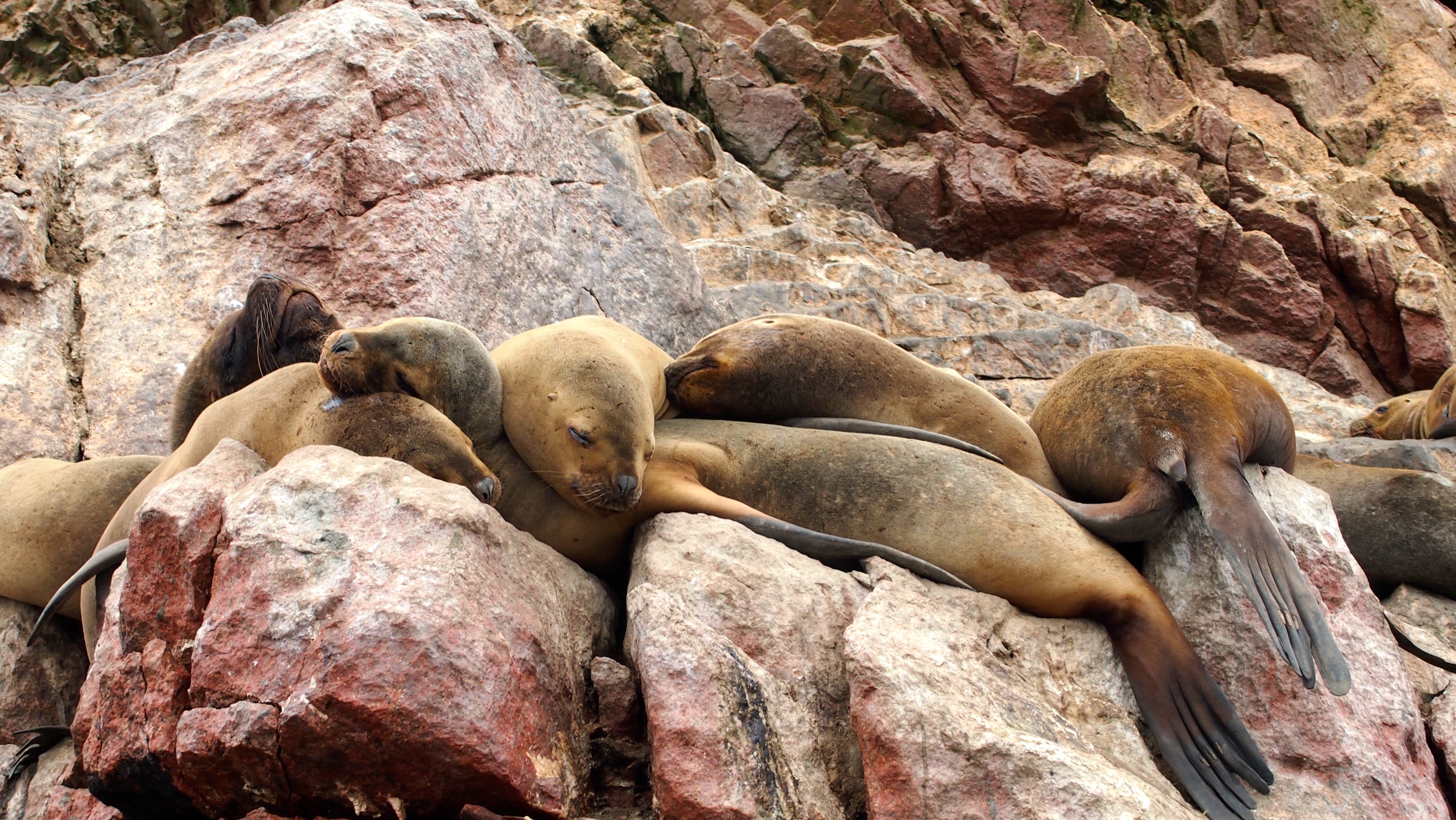 Islas Ballestas - Paracas, Peru