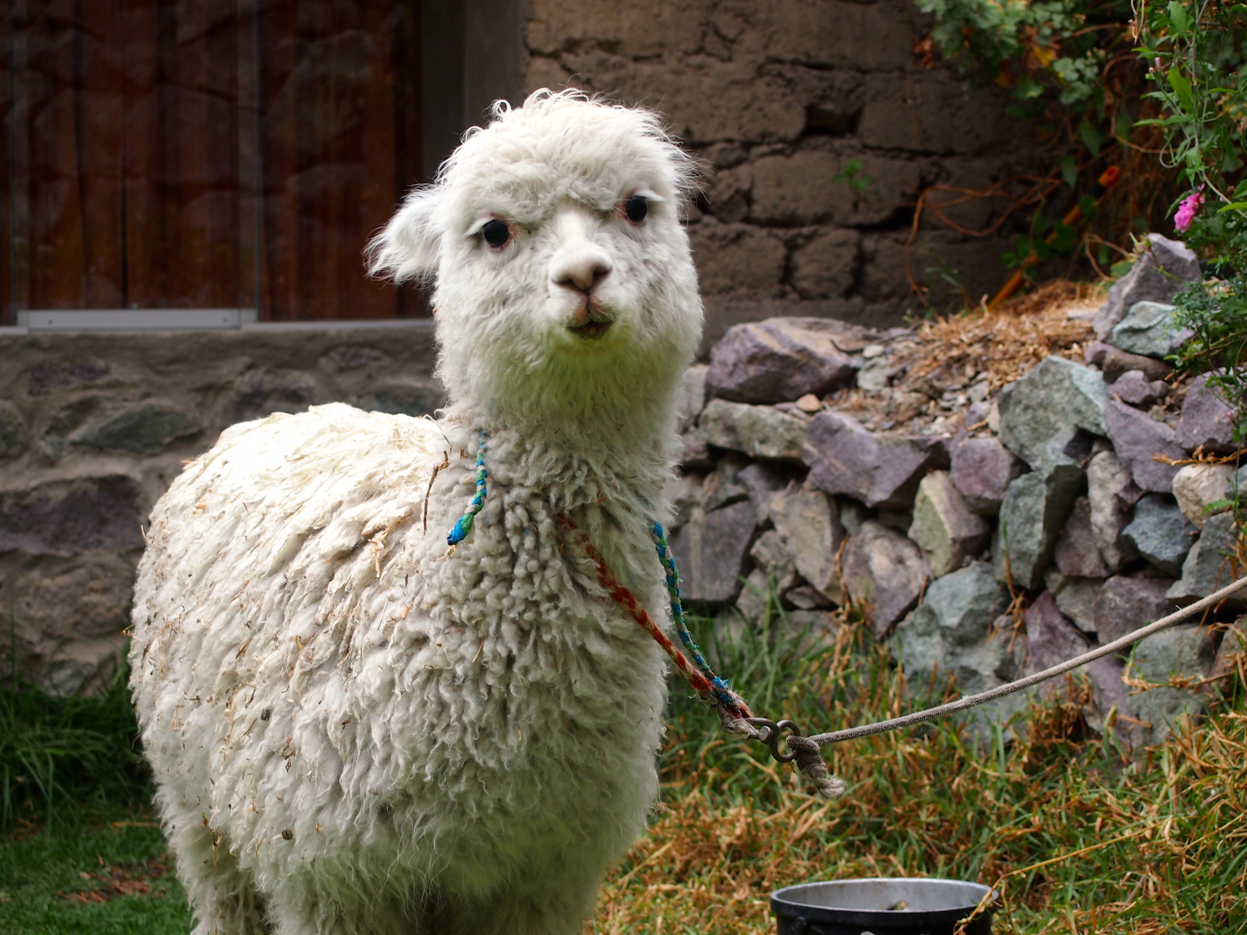 San Juan de Chucho Homestay - Colca Canyon Trek, Peru