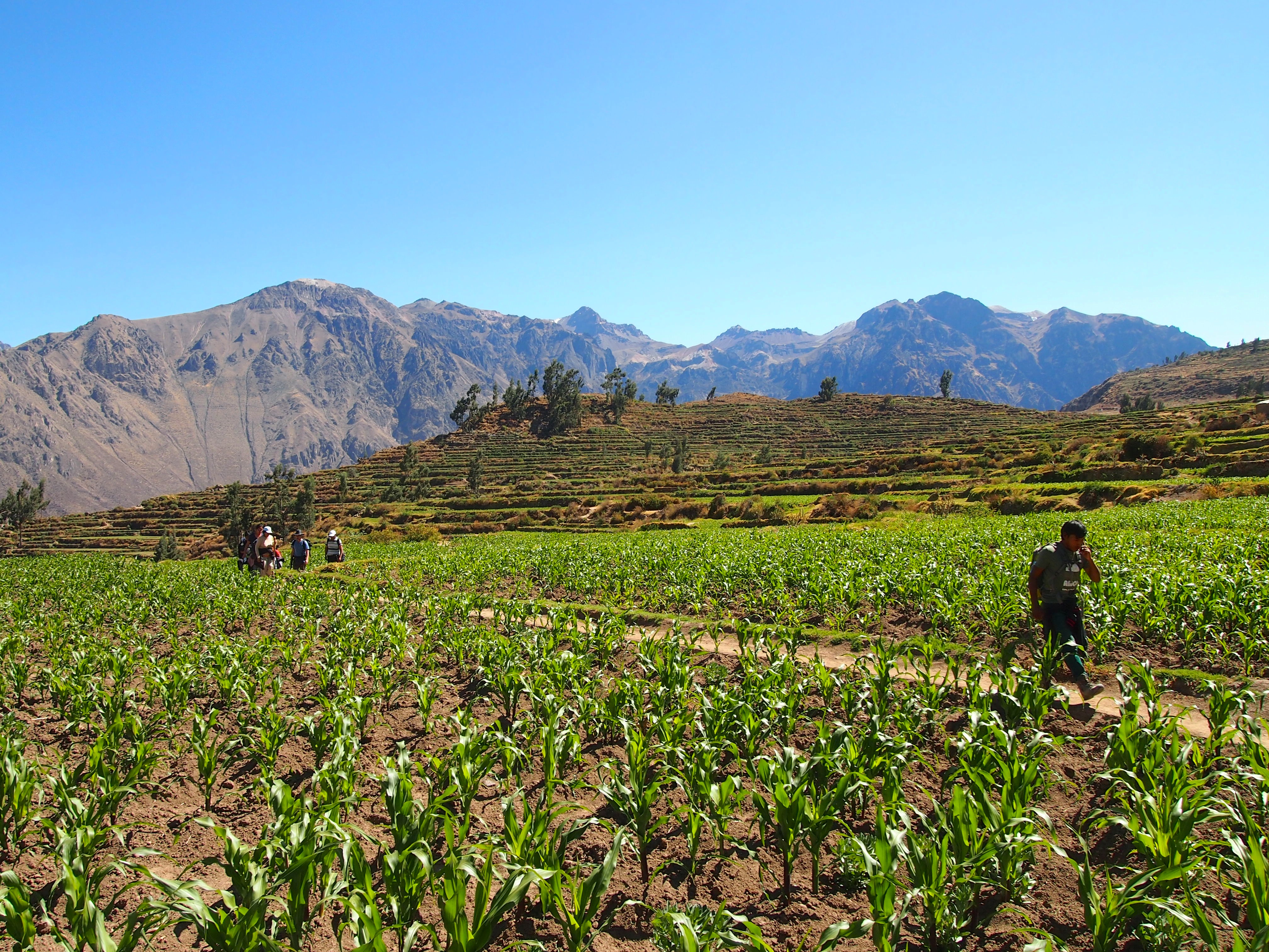 Colca Canyon Trek, Peru