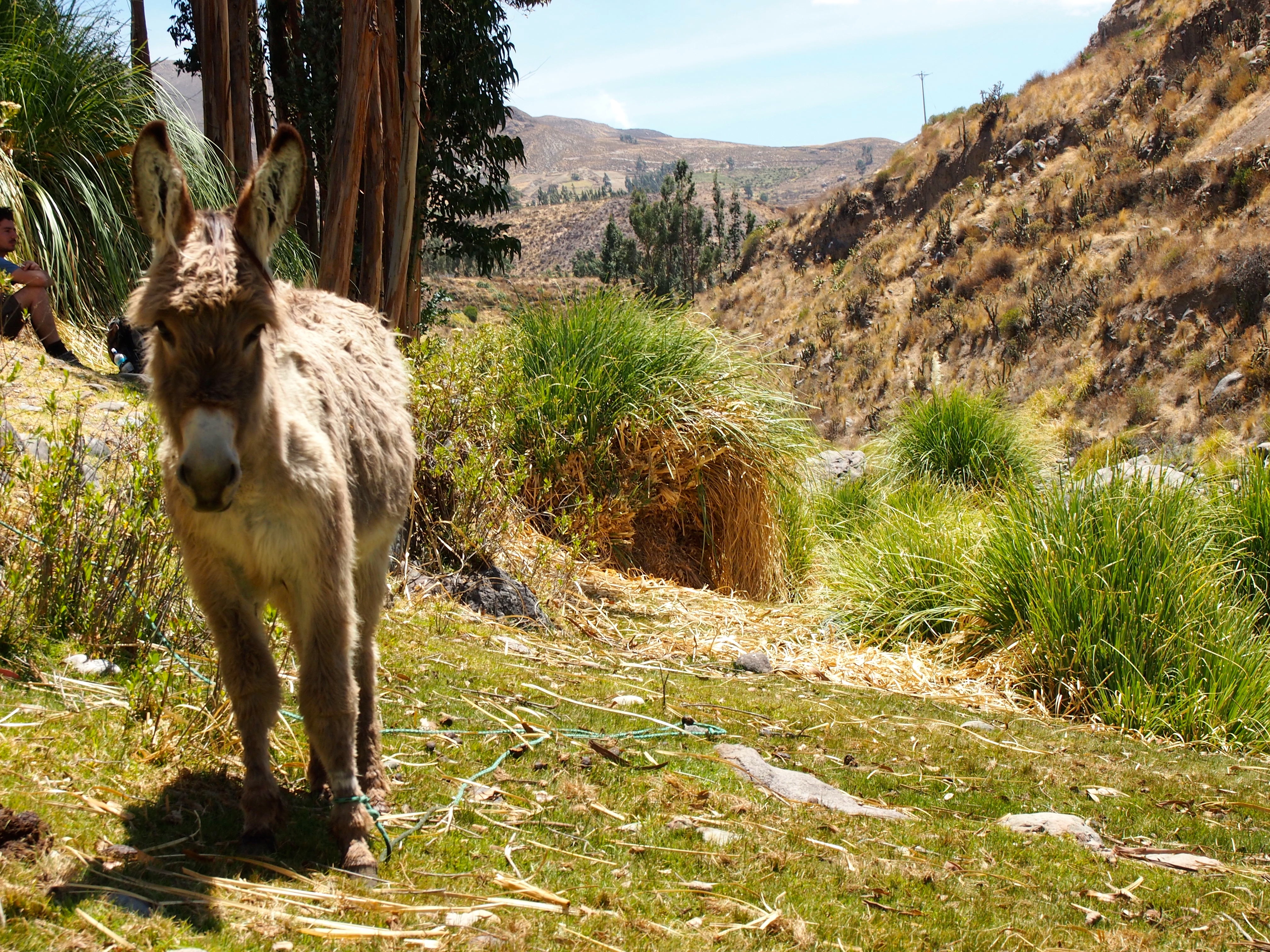 Colca Canyon Trek, Peru