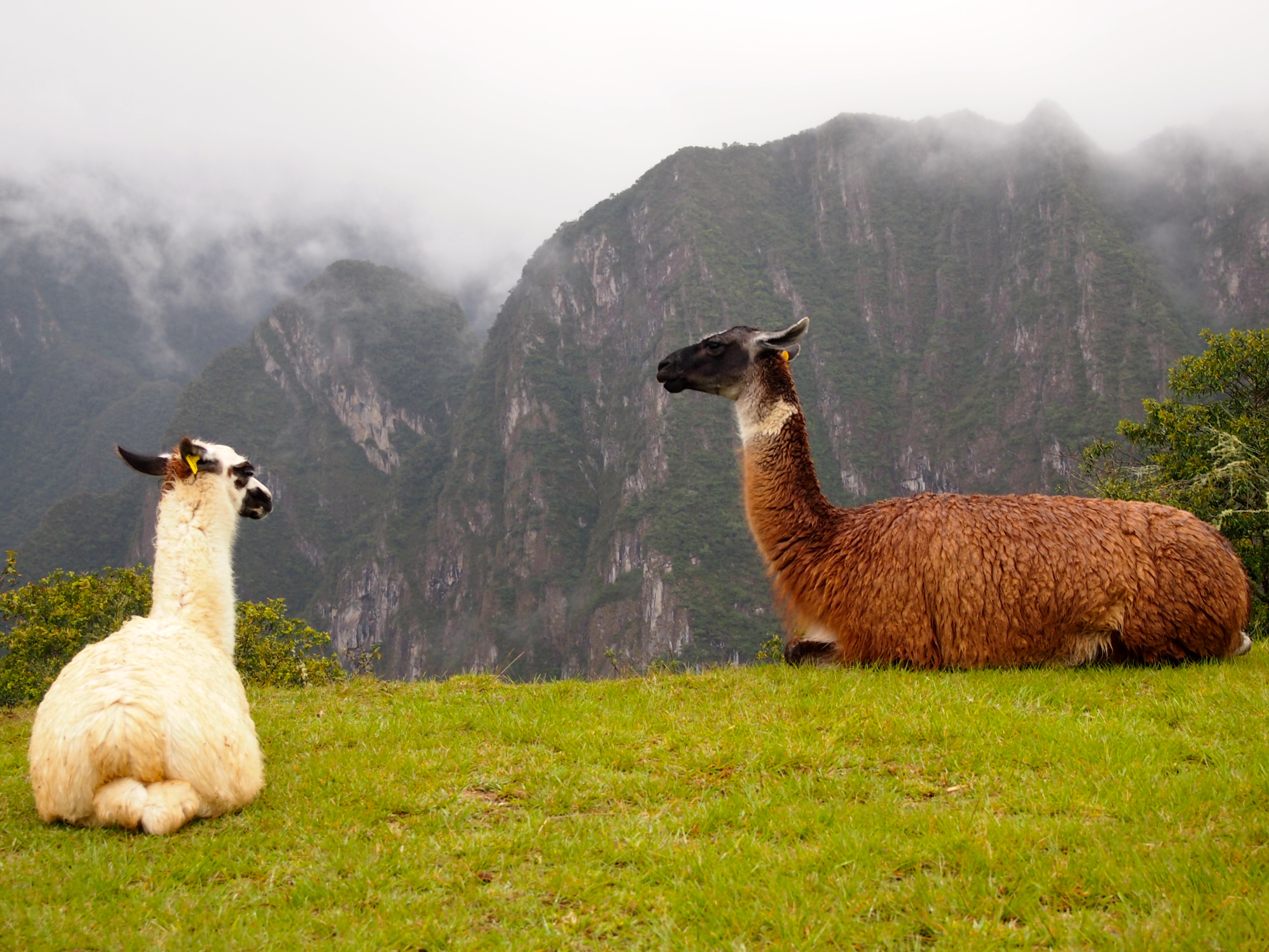 Inca Trail to Machu Picchu