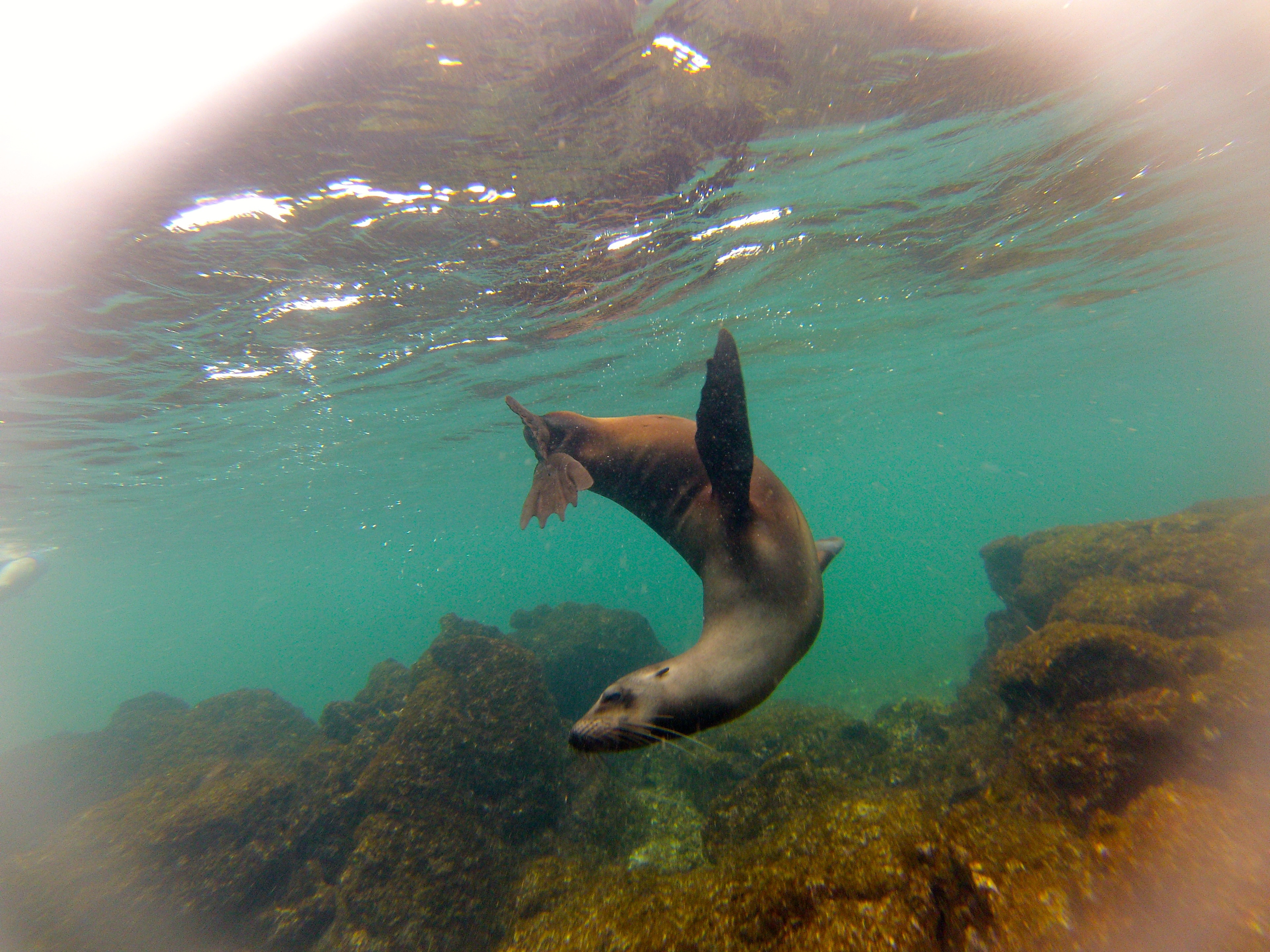 Tintoreras, Isabela, Galapagos