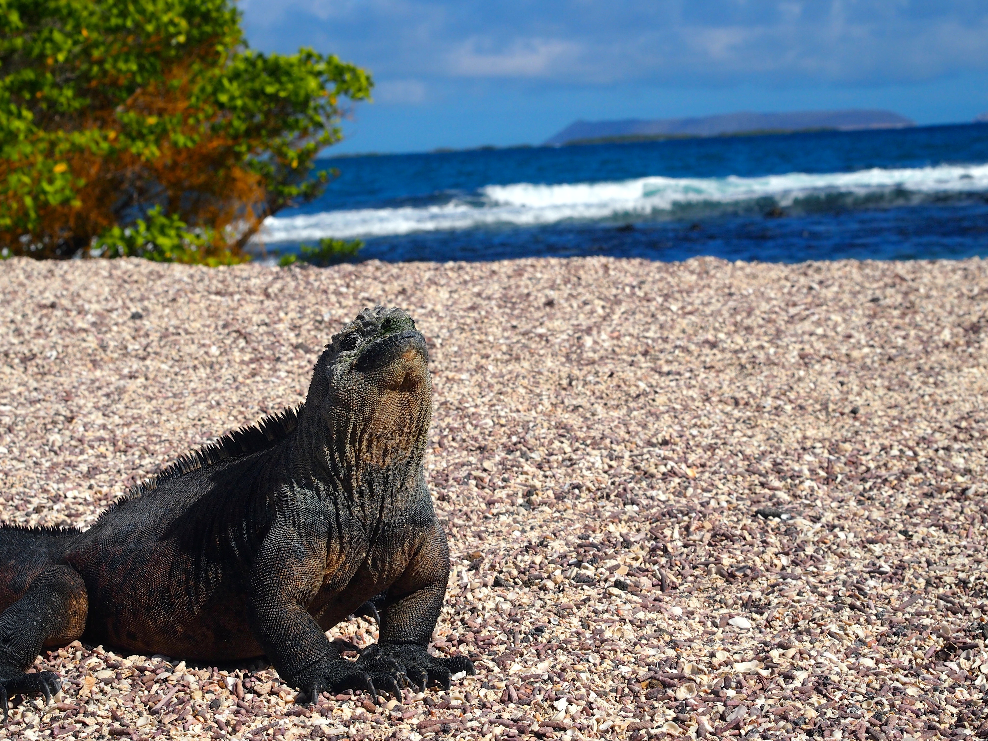 Isabela, Galapagos