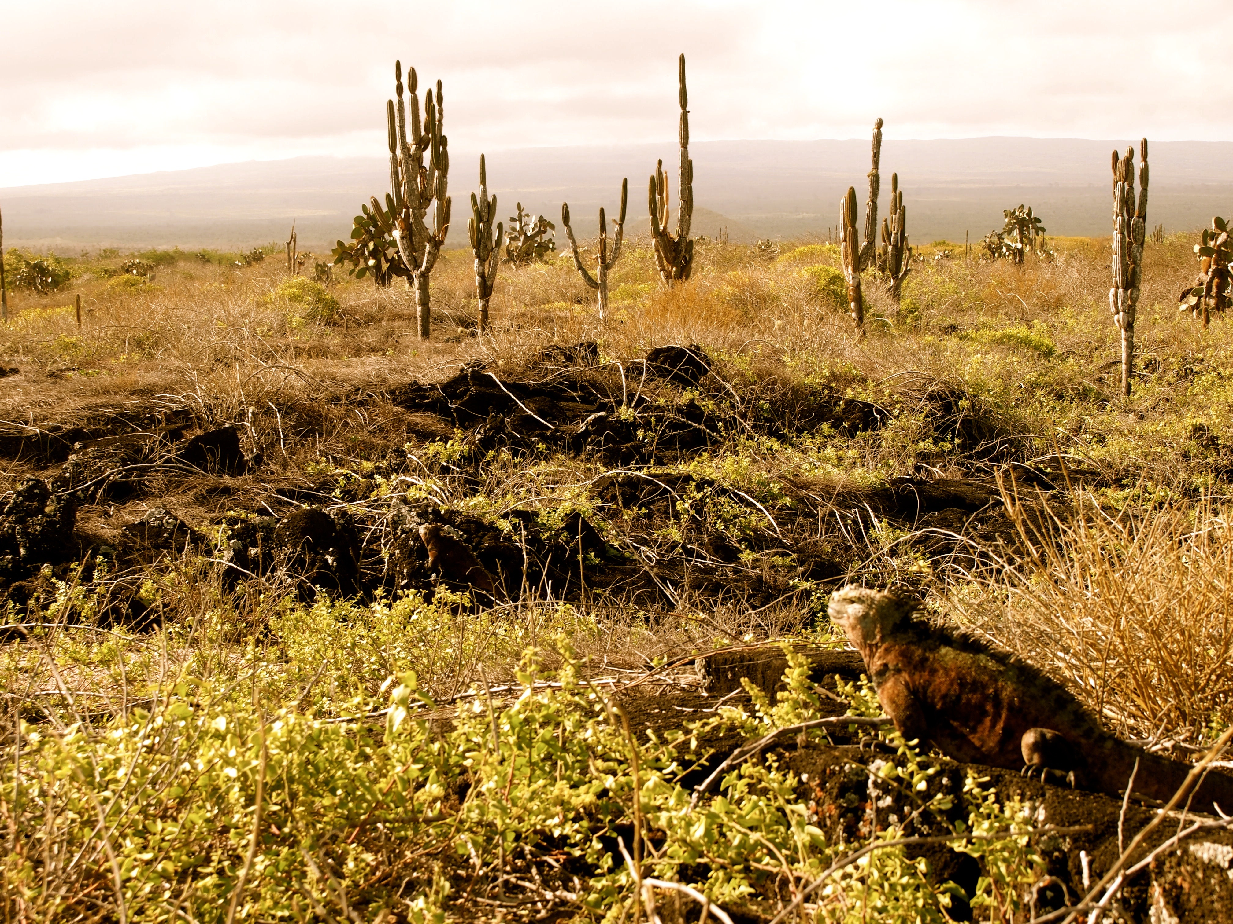 Isabela, Galapagos