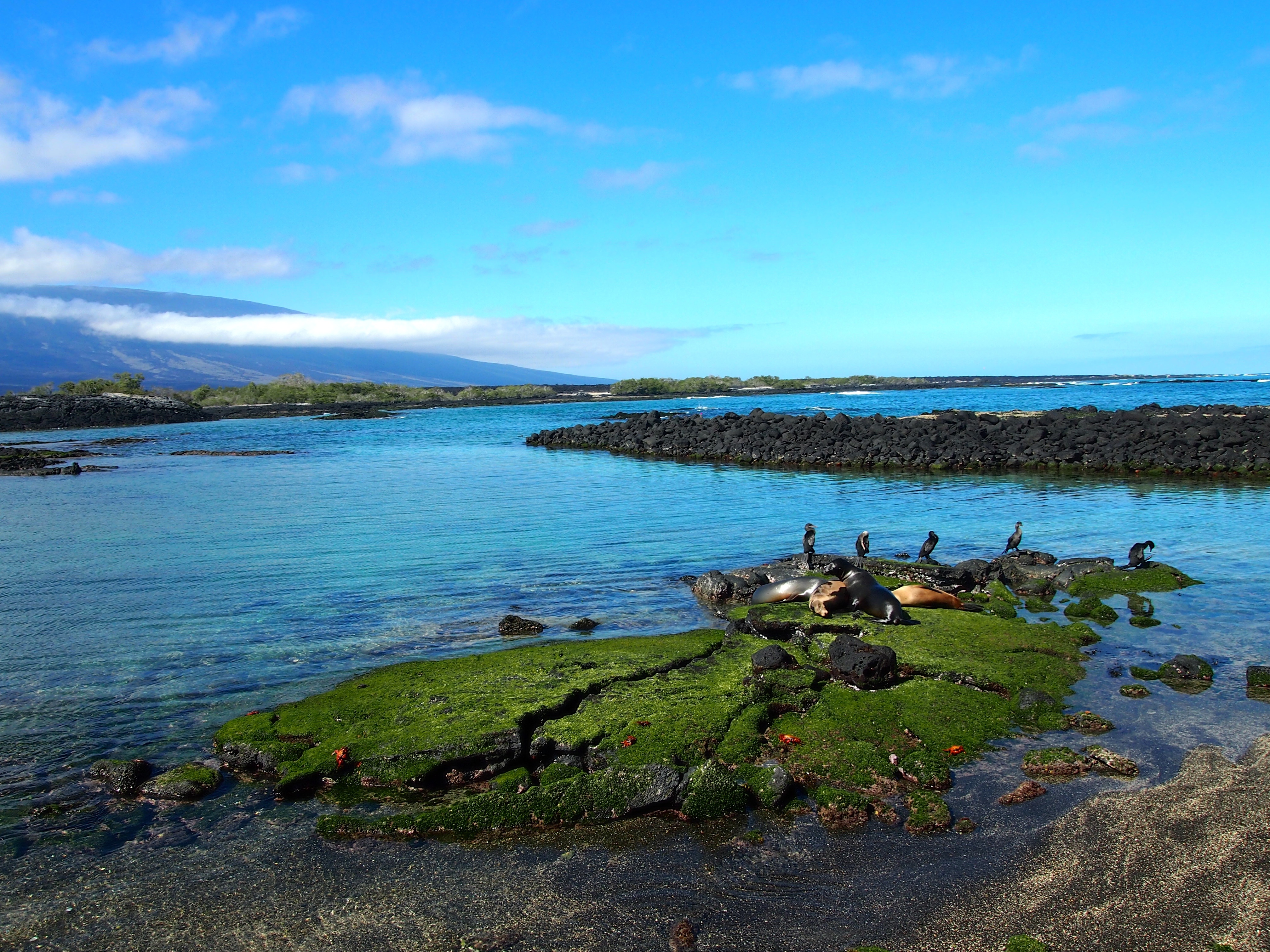 Fernandina, Galapagos