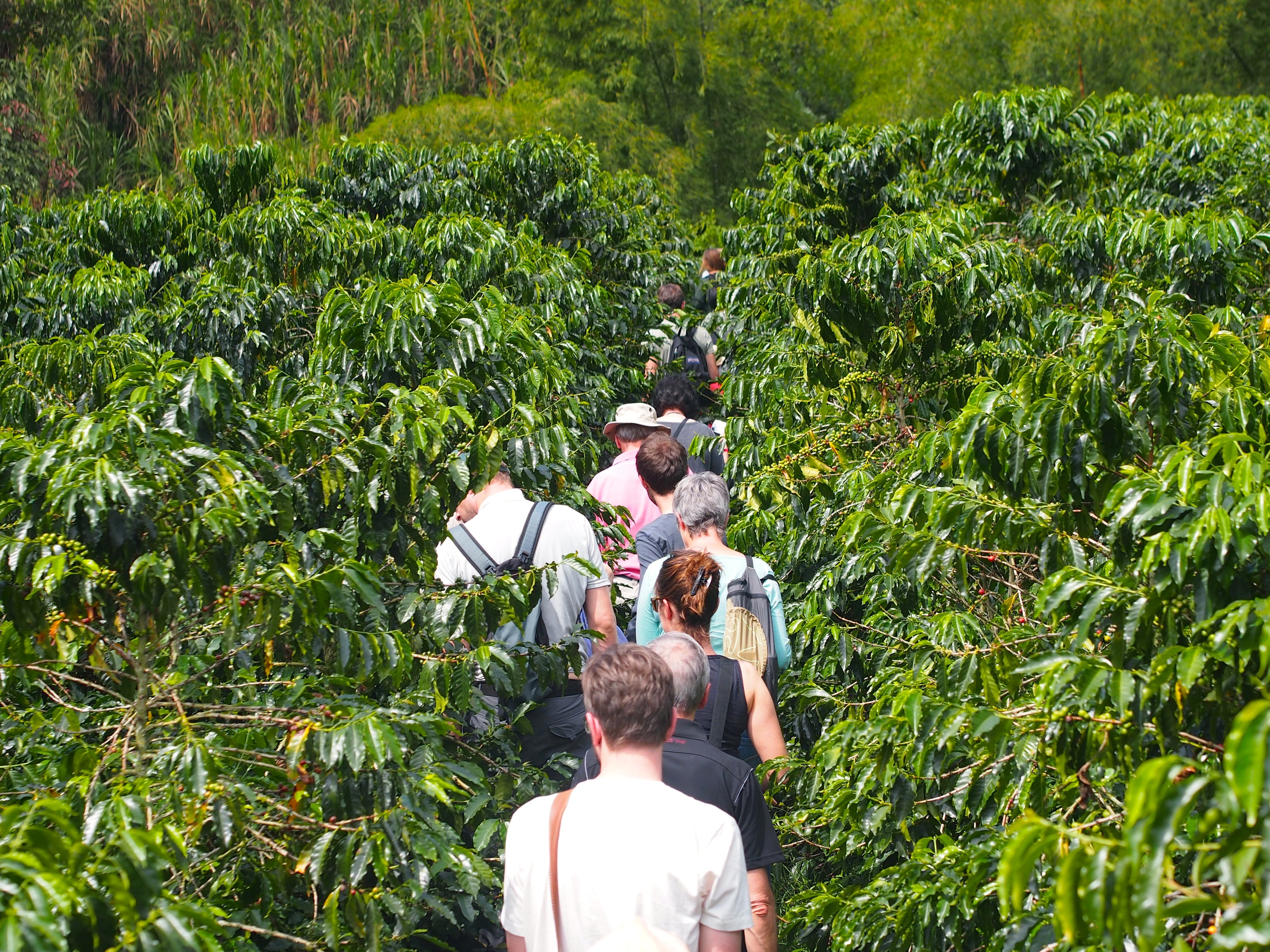 Hacienda Venecia - Manizales, Colombia