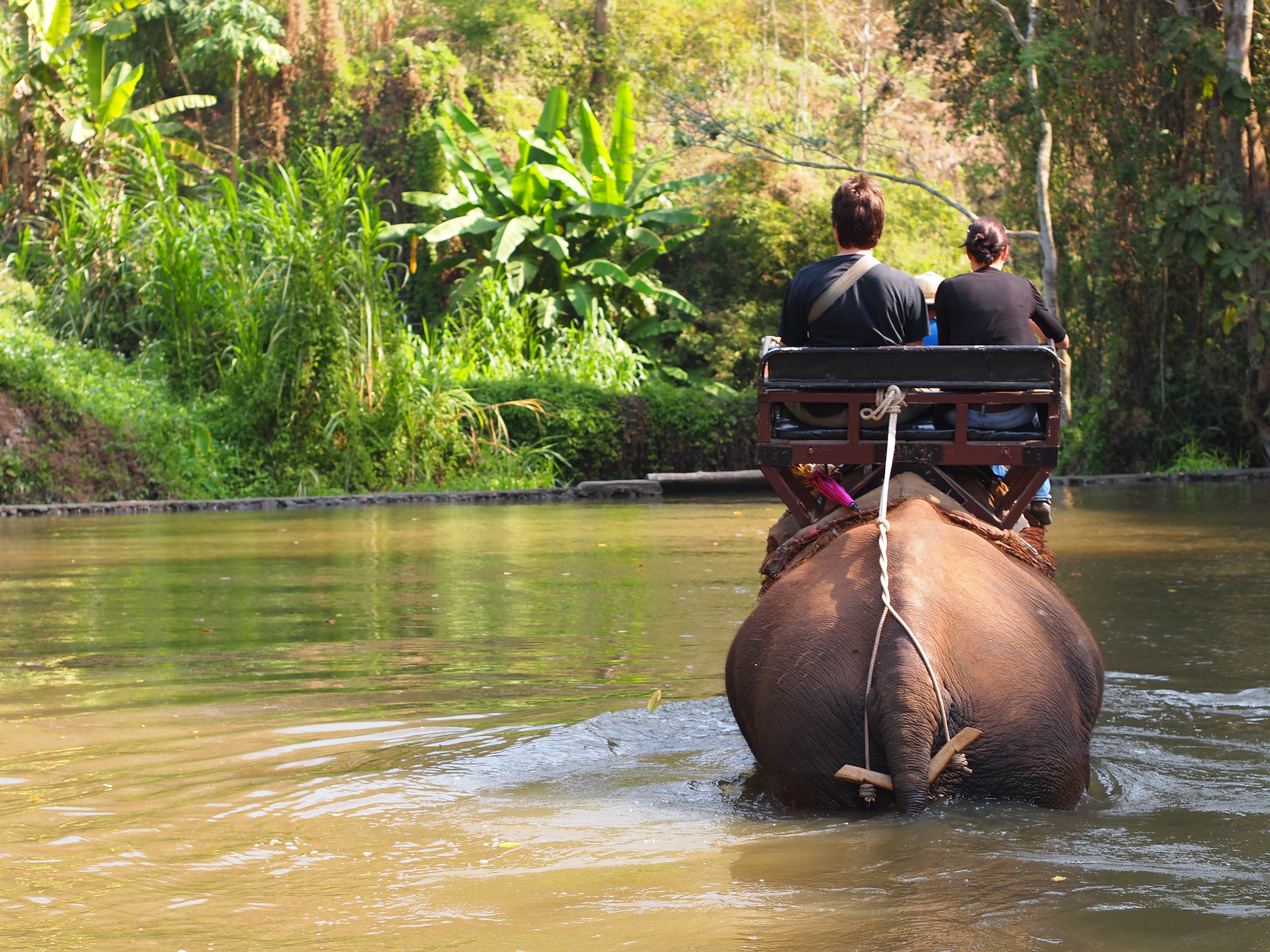 Thai Elephant Conservation Center