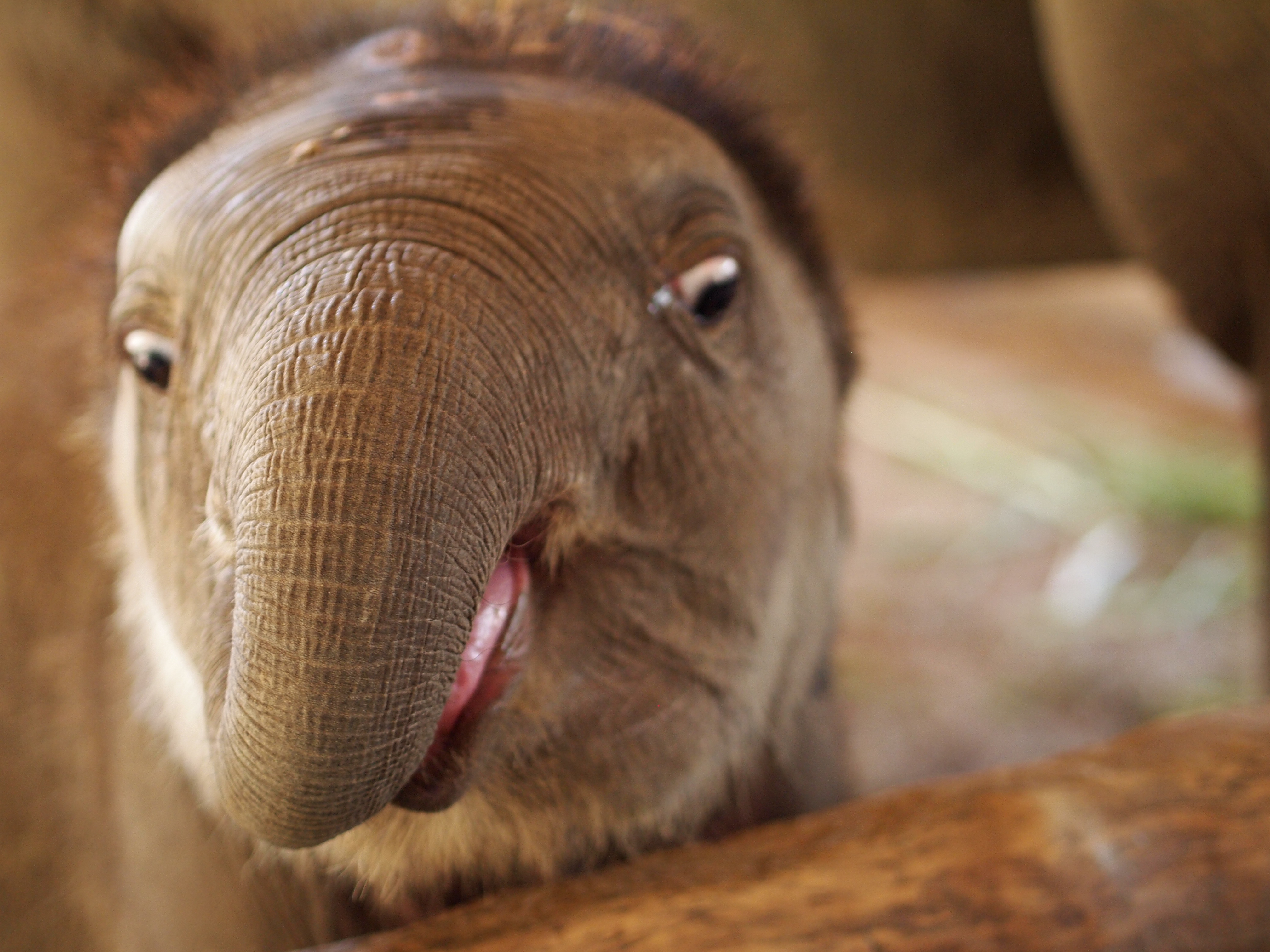 Thai Elephant Conservation Center