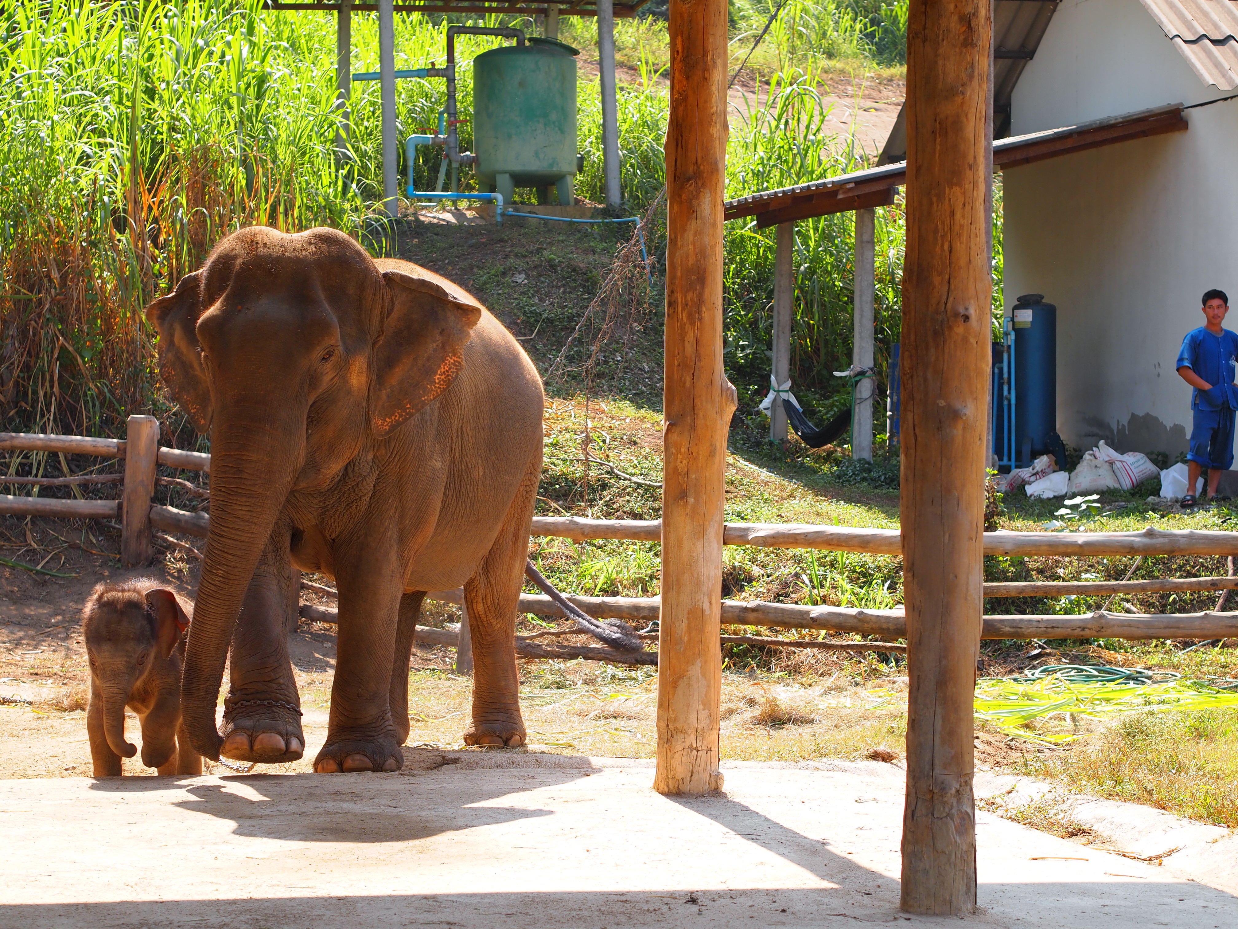 Thai Elephant Conservation Center