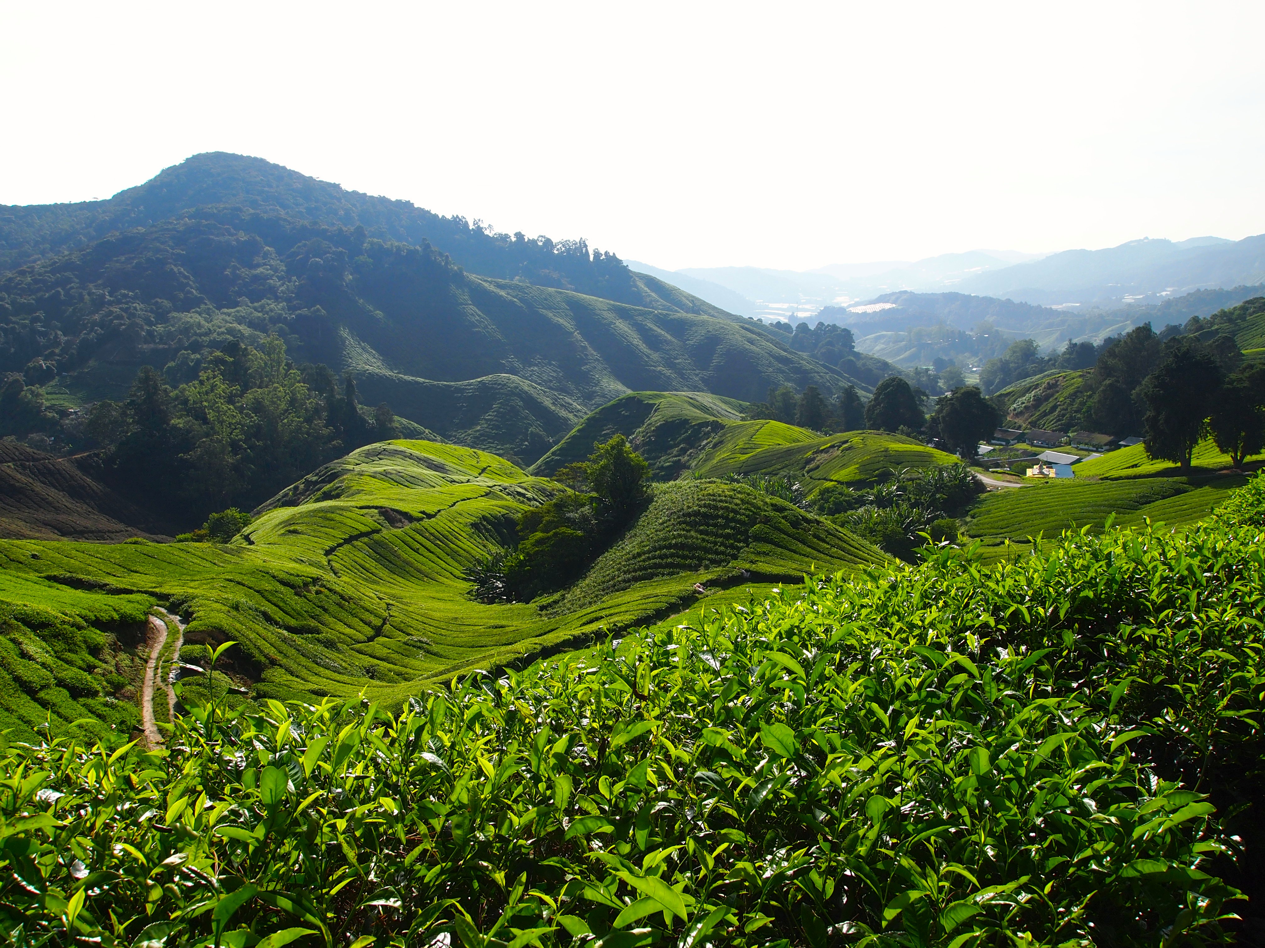 Boh Tea Plantation - Cameron Highlands