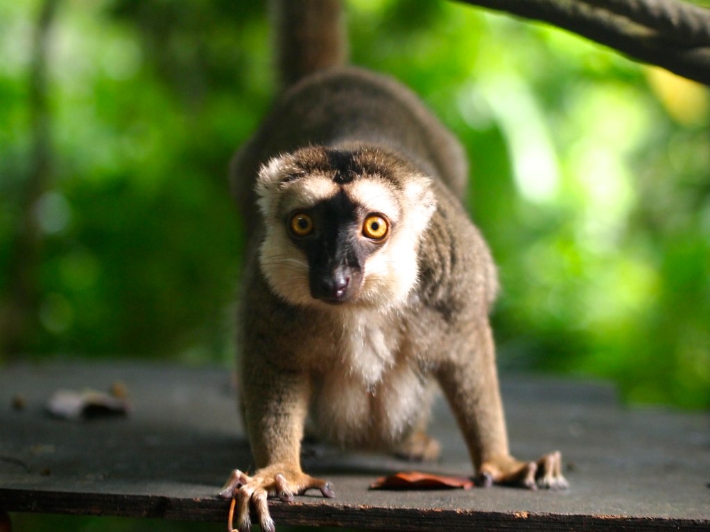 Singapore Zoo