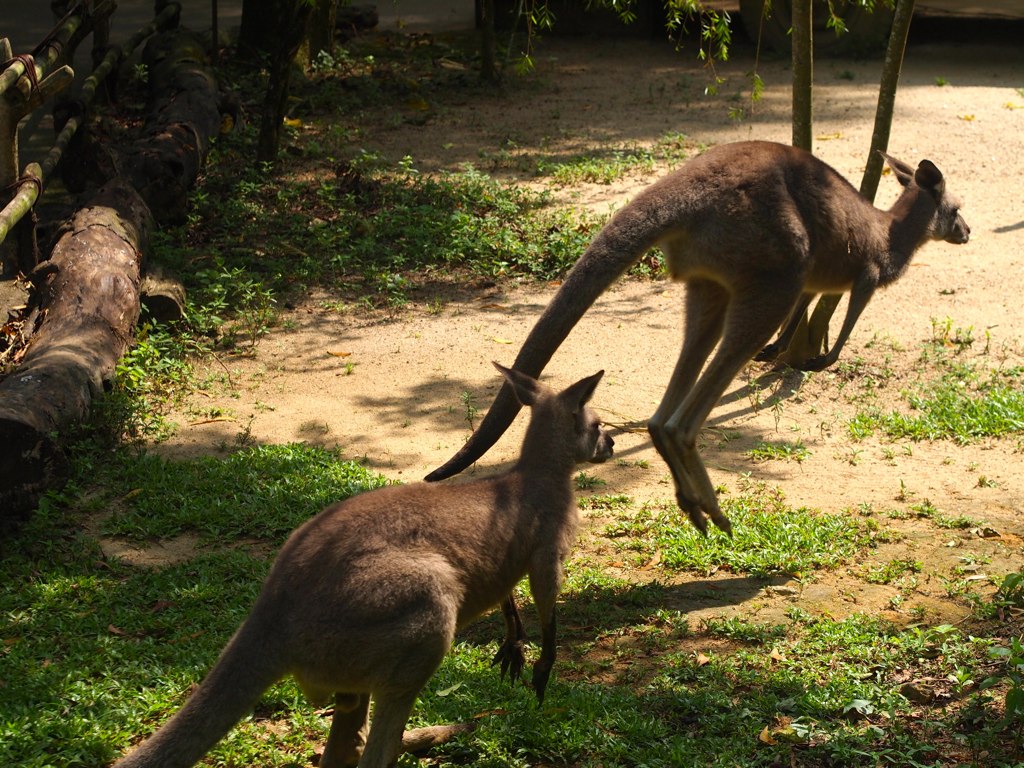 Singapore Zoo