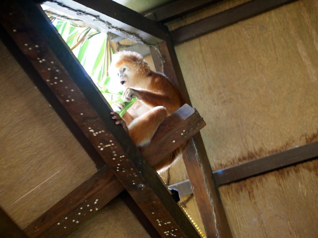 Singapore Zoo