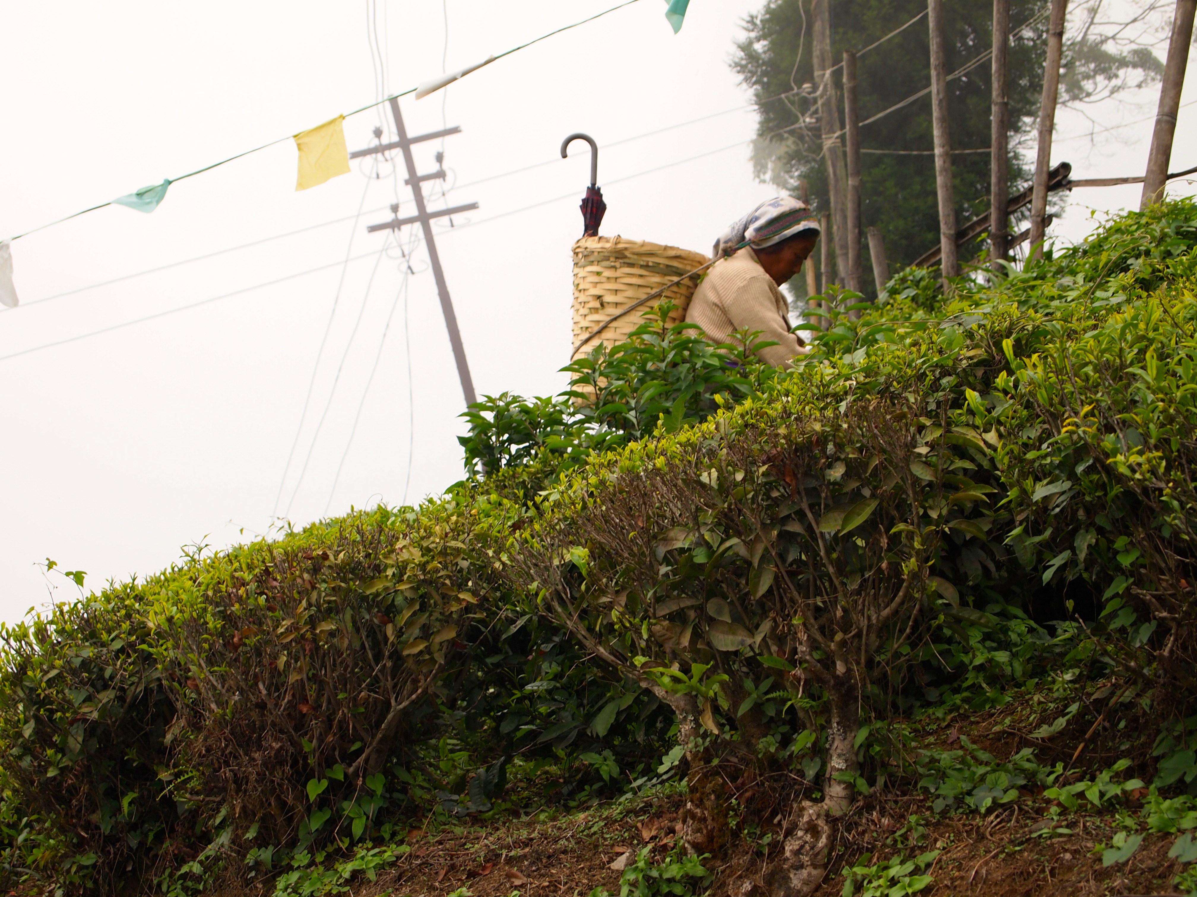 Darjeeling, India