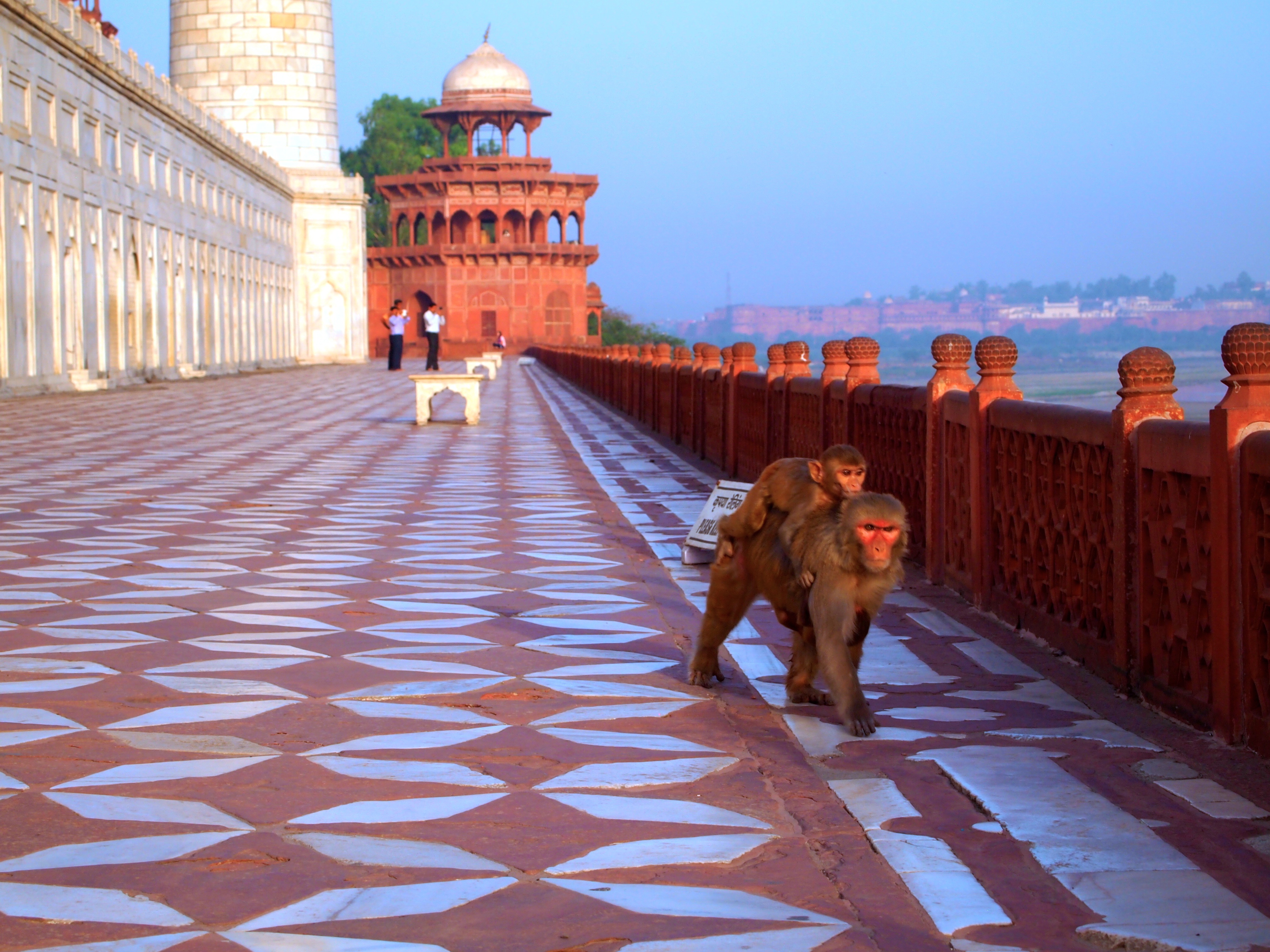 Taj Mahal - Agra, India