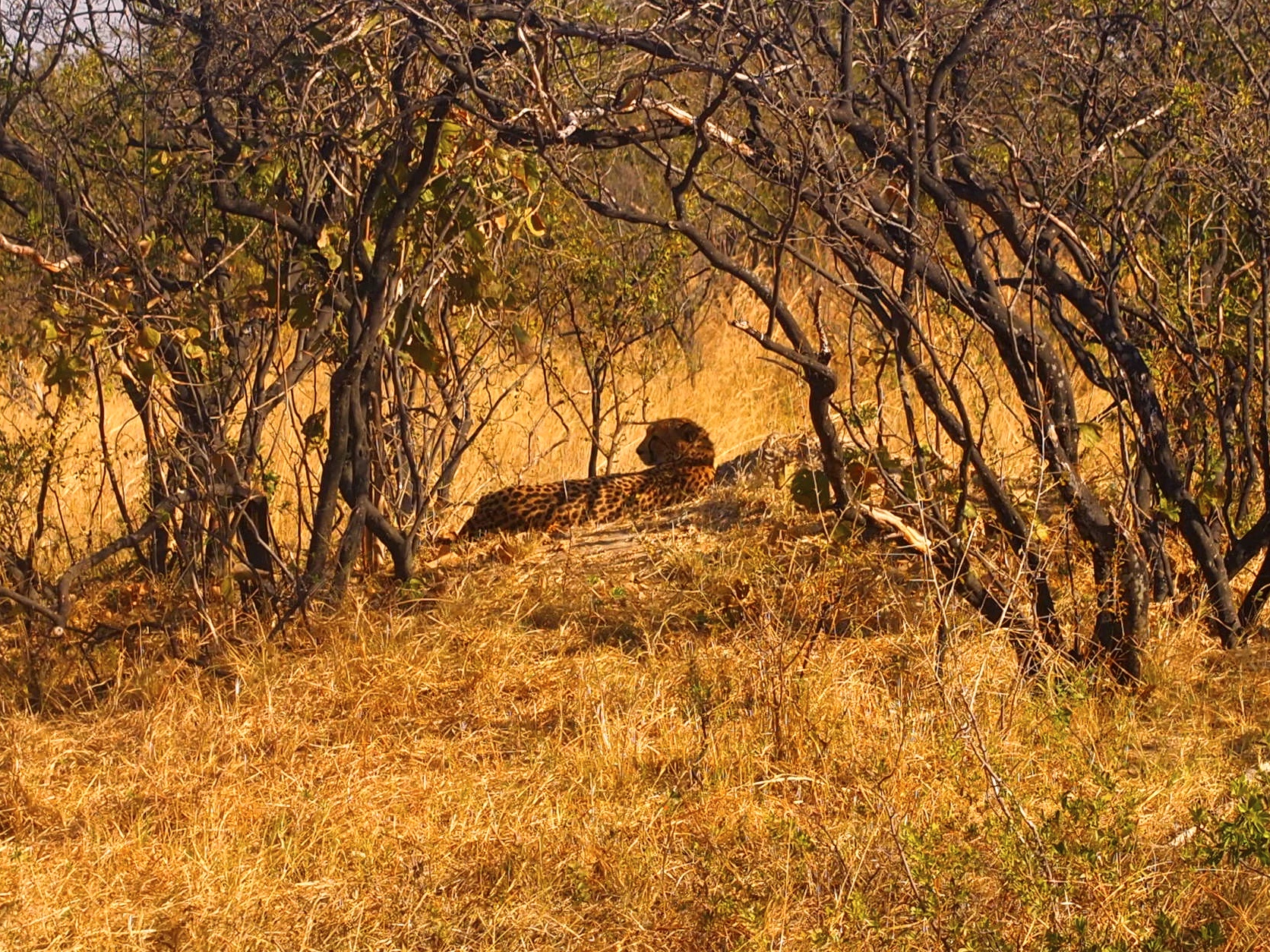 Hwange National Park, Zimbabwe - Version 2