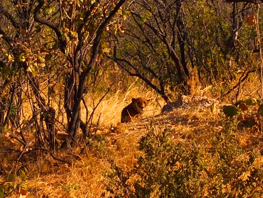 Hwange National Park, Zimbabwe - Version 3