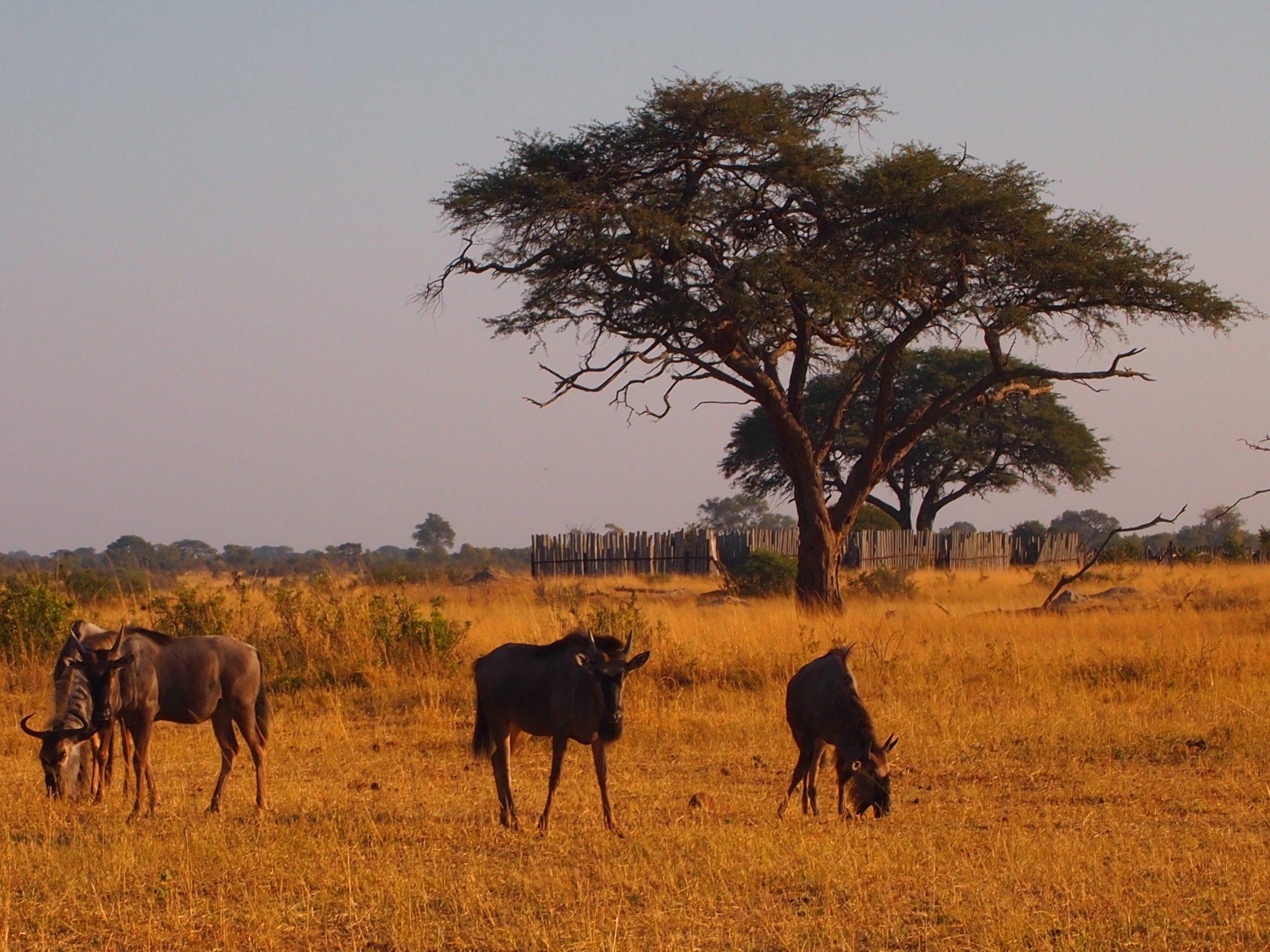 Hwange National Park, Zimbabwe