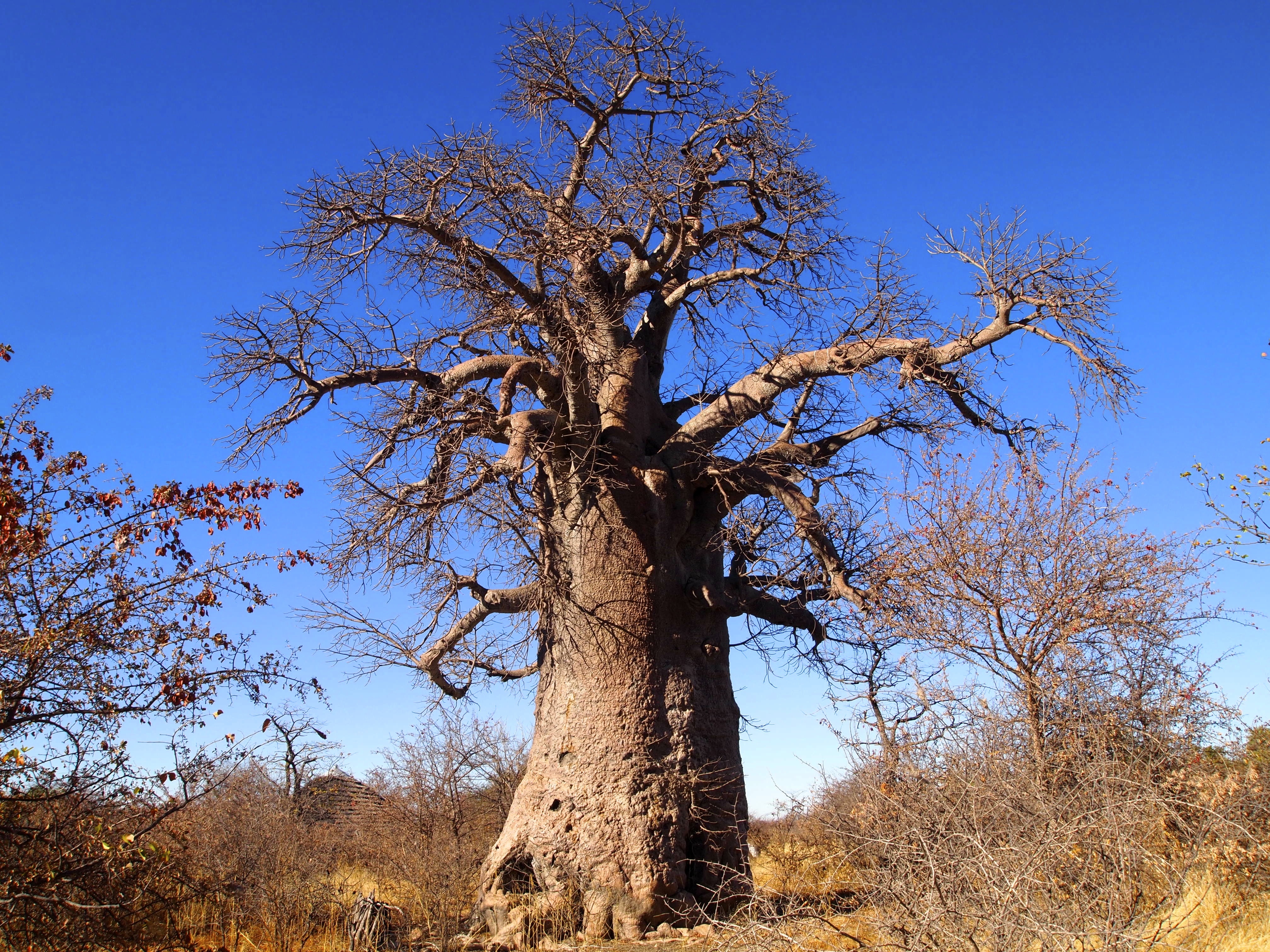 Planet Baobab Campsite, Botswana