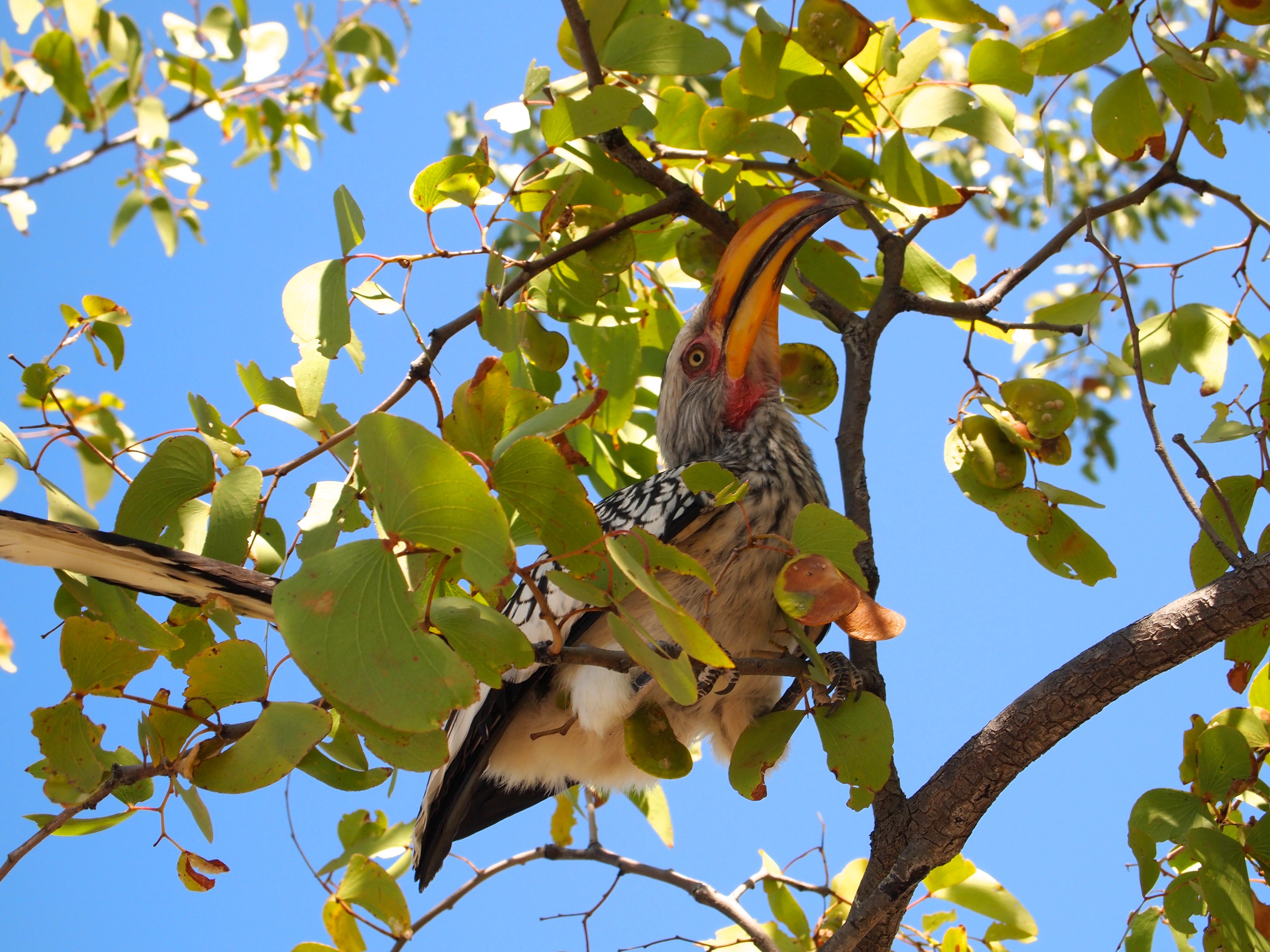 Etosha National Park, Namibia