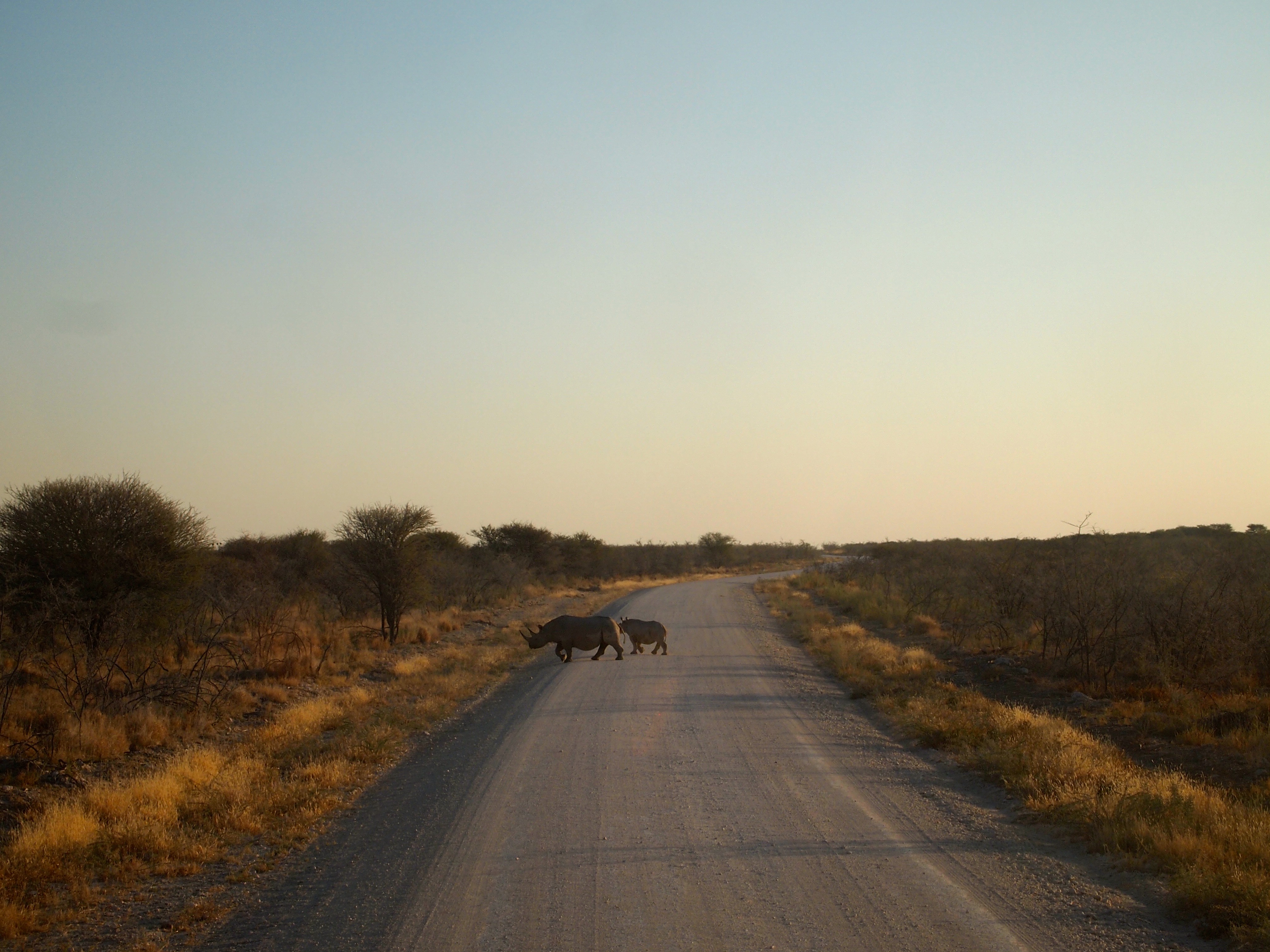 Etosha National Park, Namibia