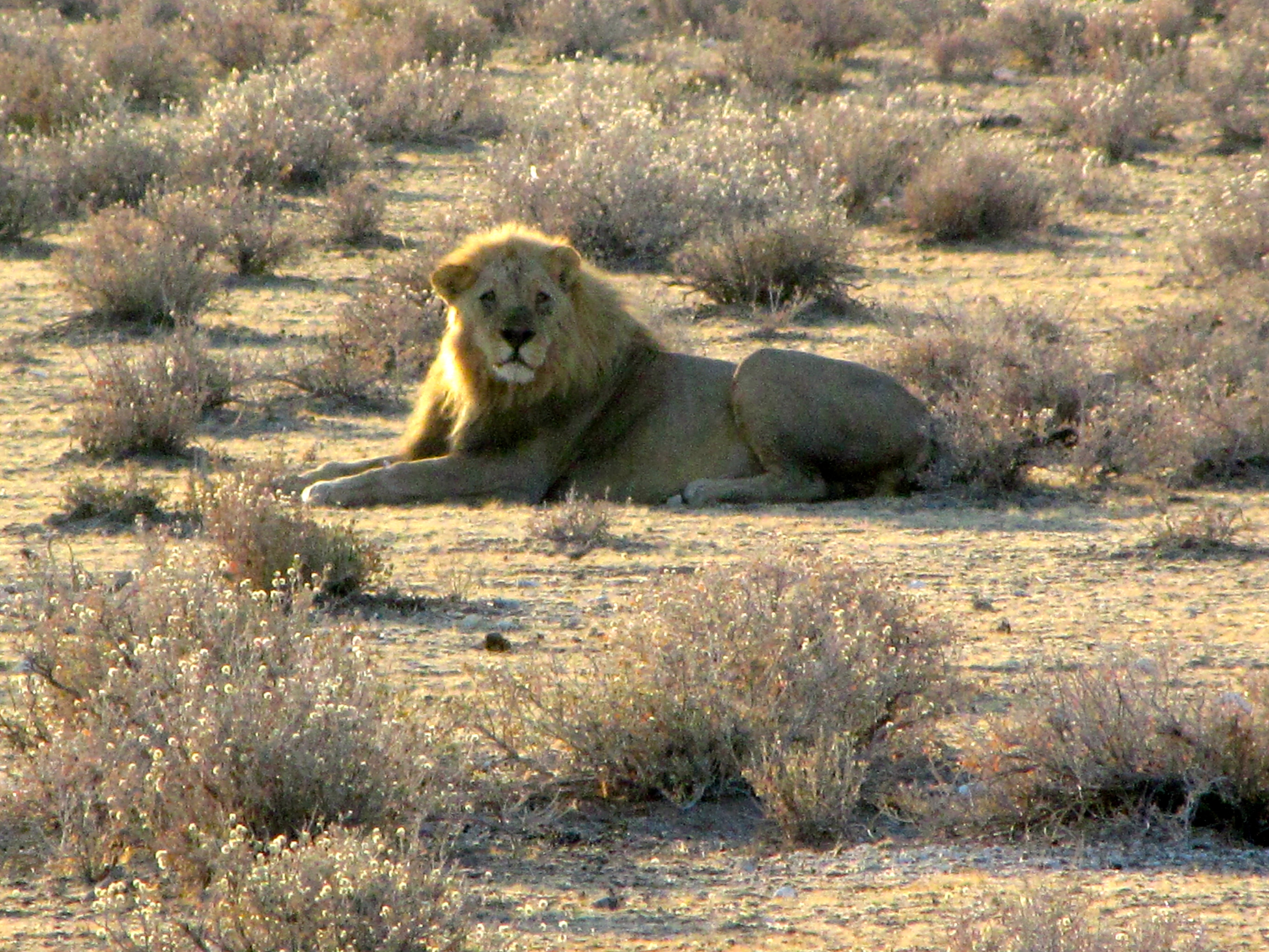 Etosha National Park, Namibia