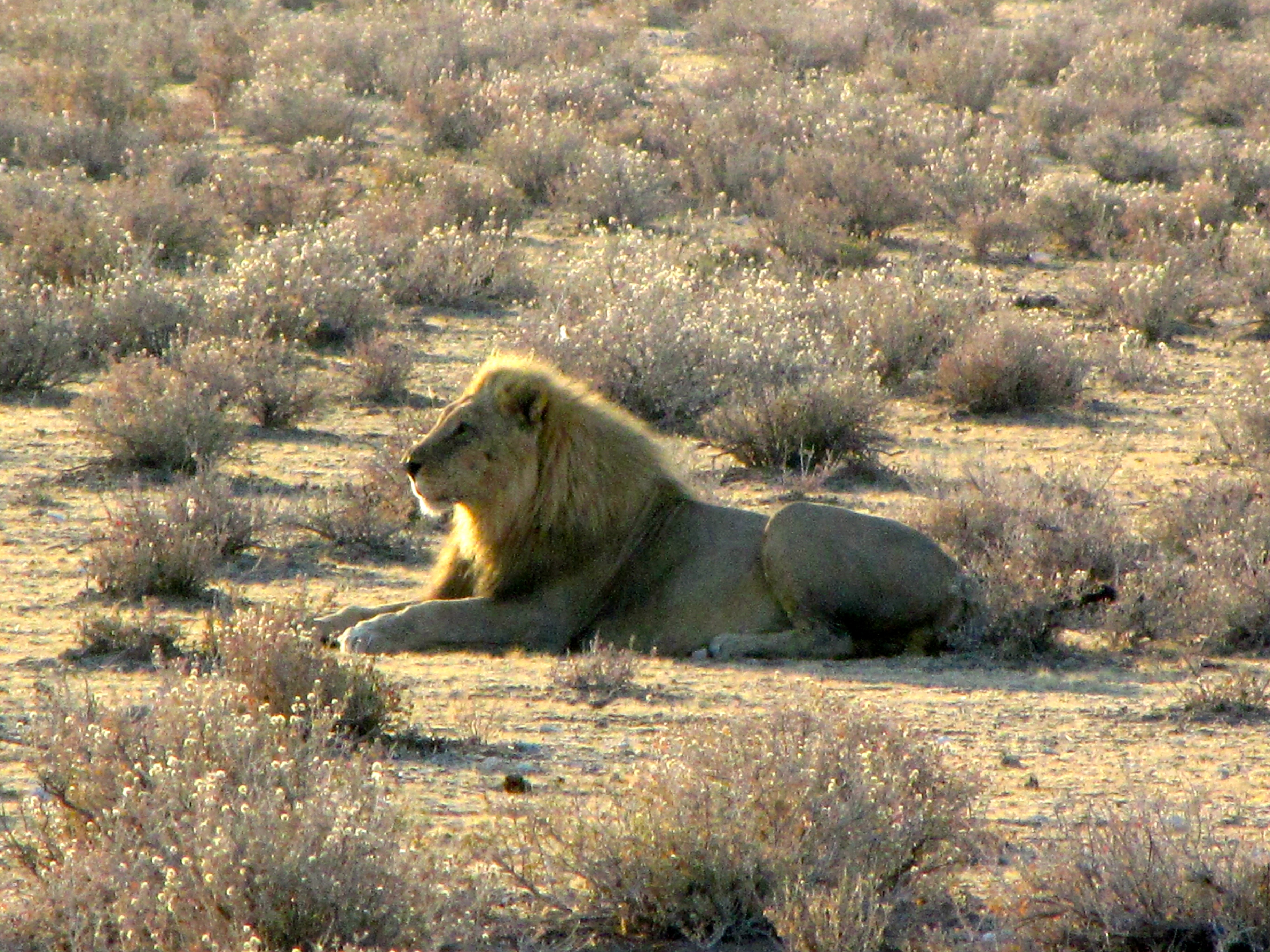 Etosha National Park, Namibia