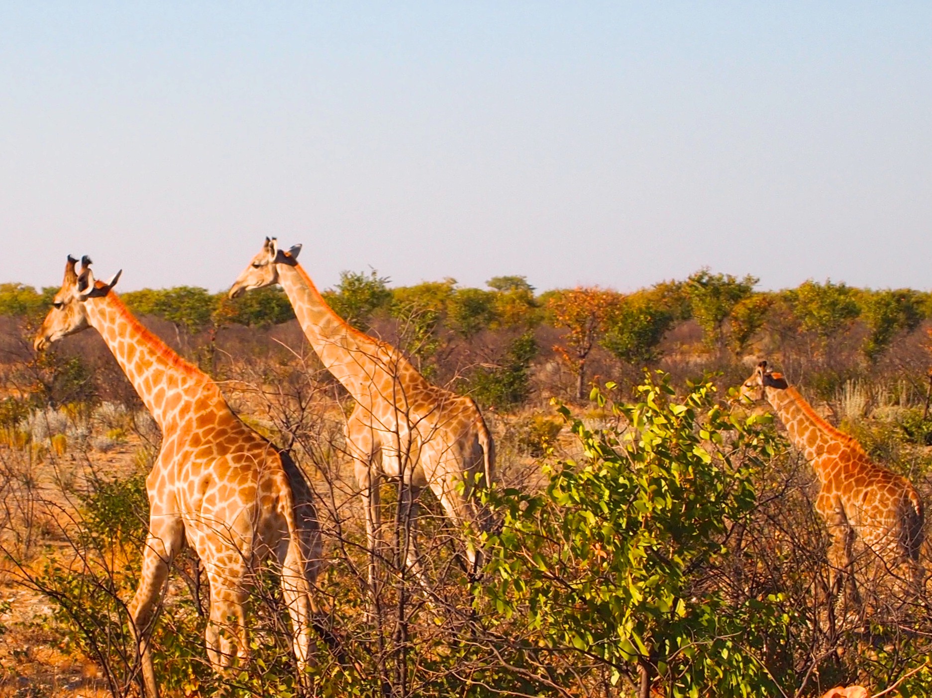 Etosha National Park, Namibia