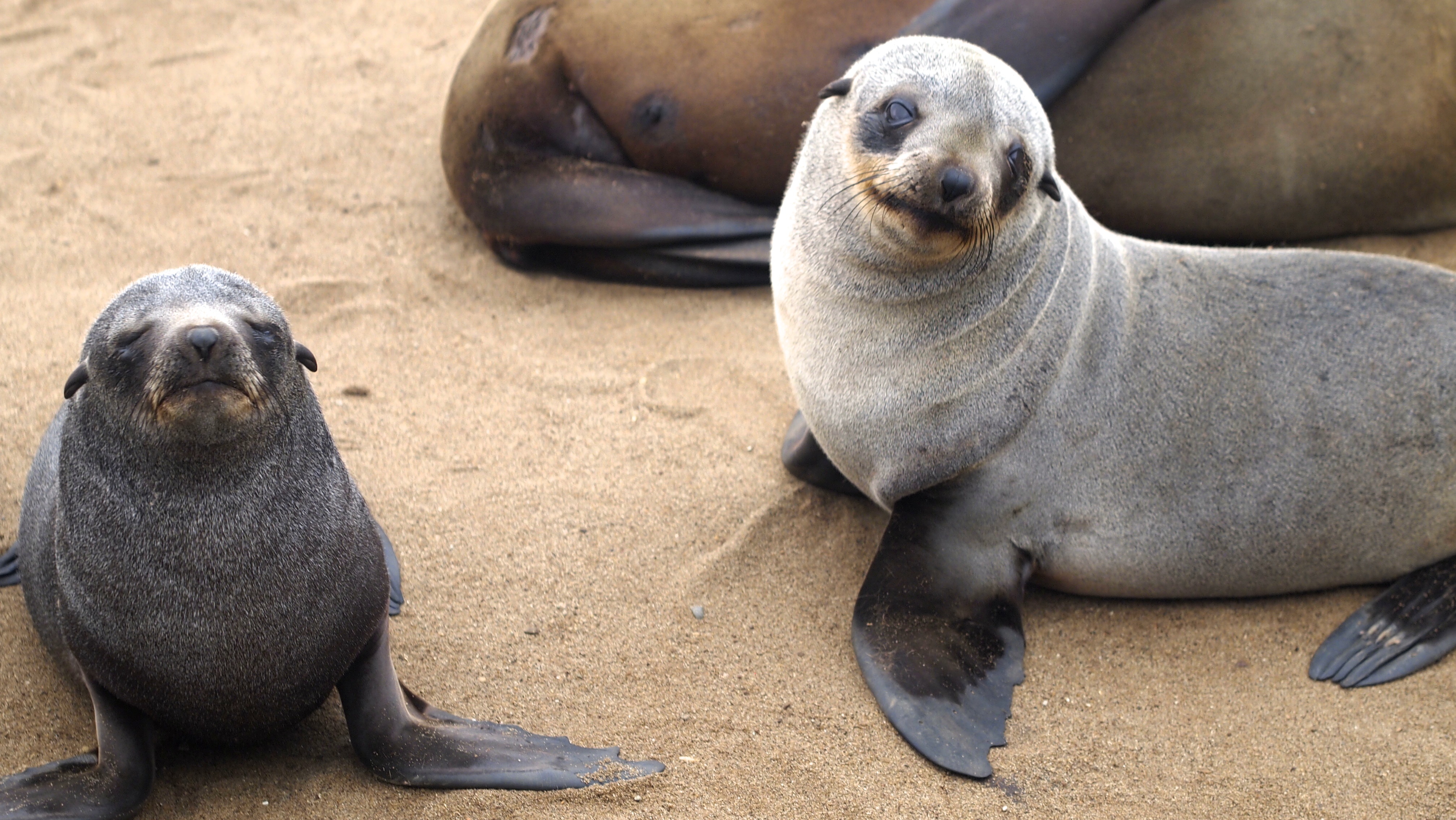 Cape Cross Seal Colony, Namibia