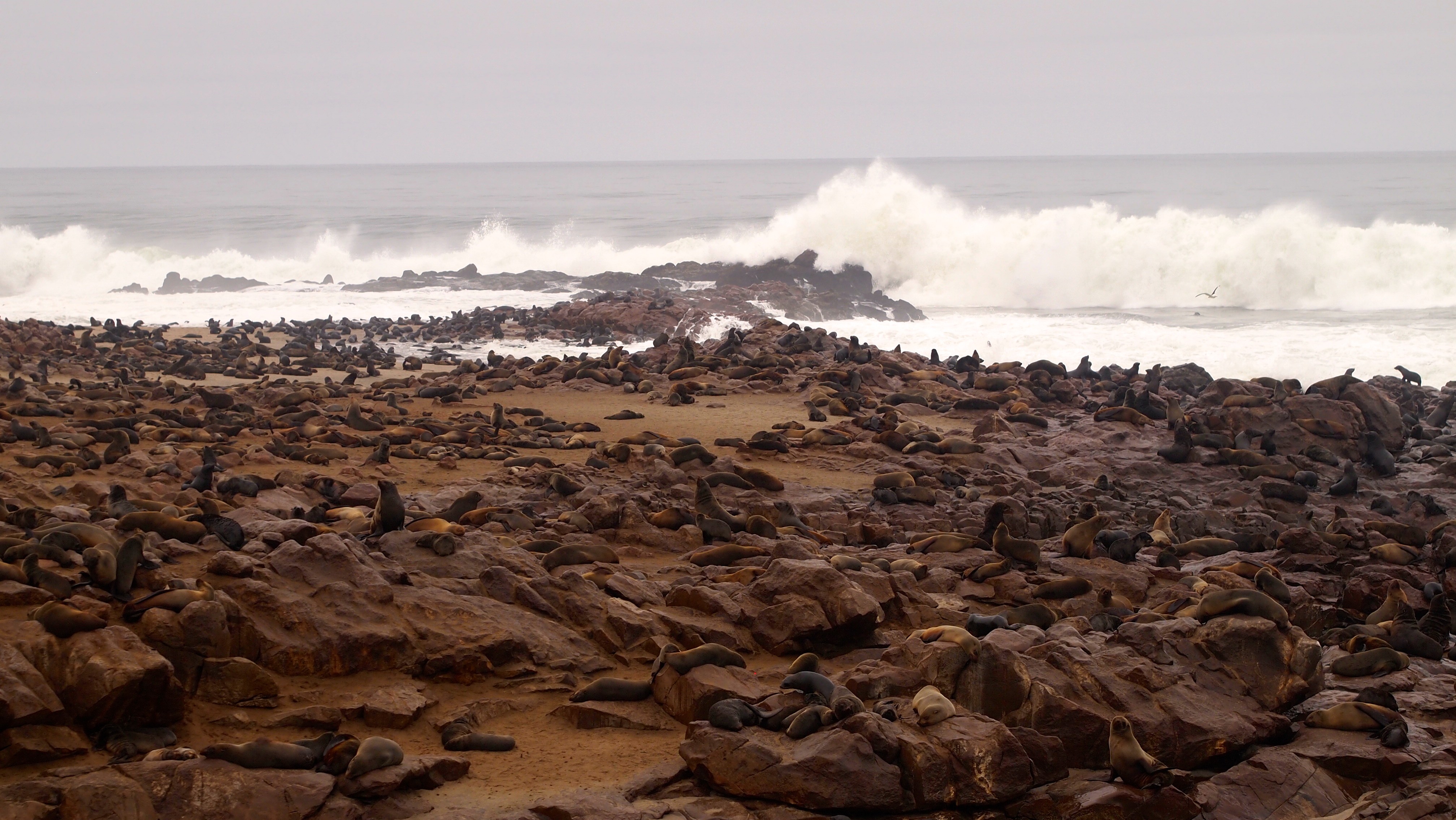 Cape Cross Seal Colony, Namibia