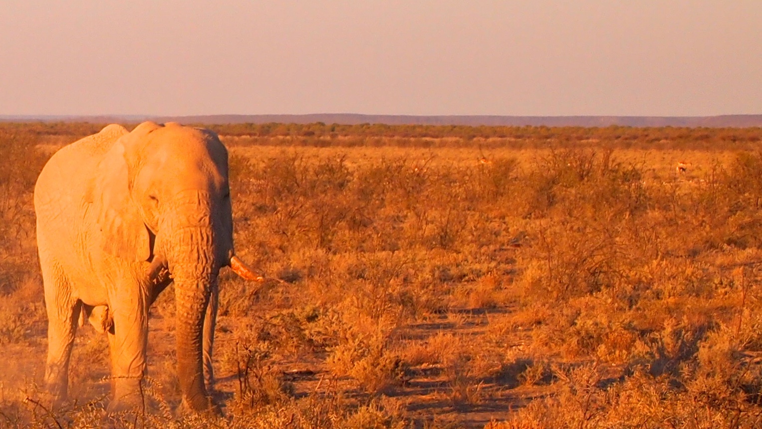 Etosha National Park, Namibia