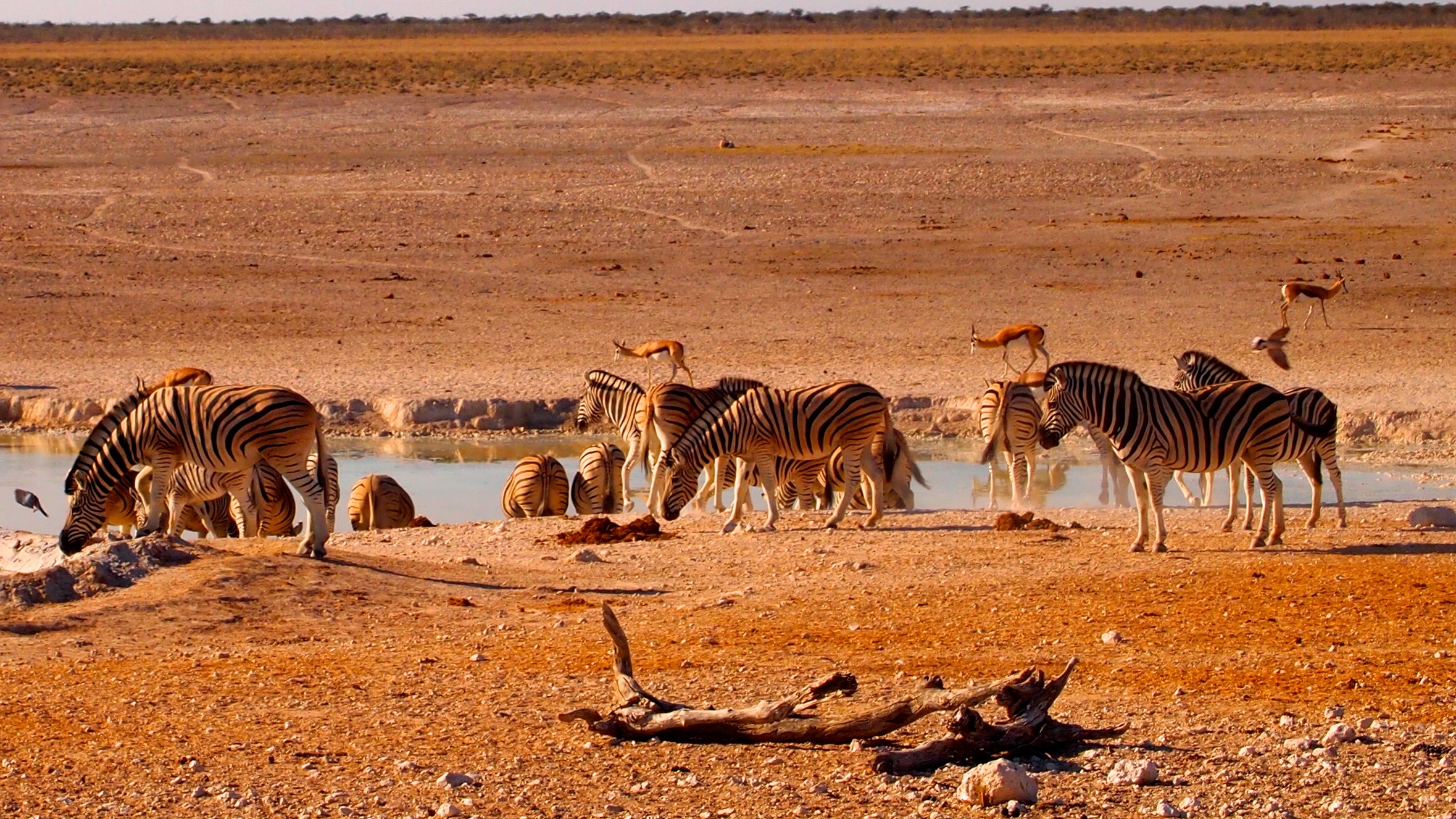 Etosha National Park, Namibia