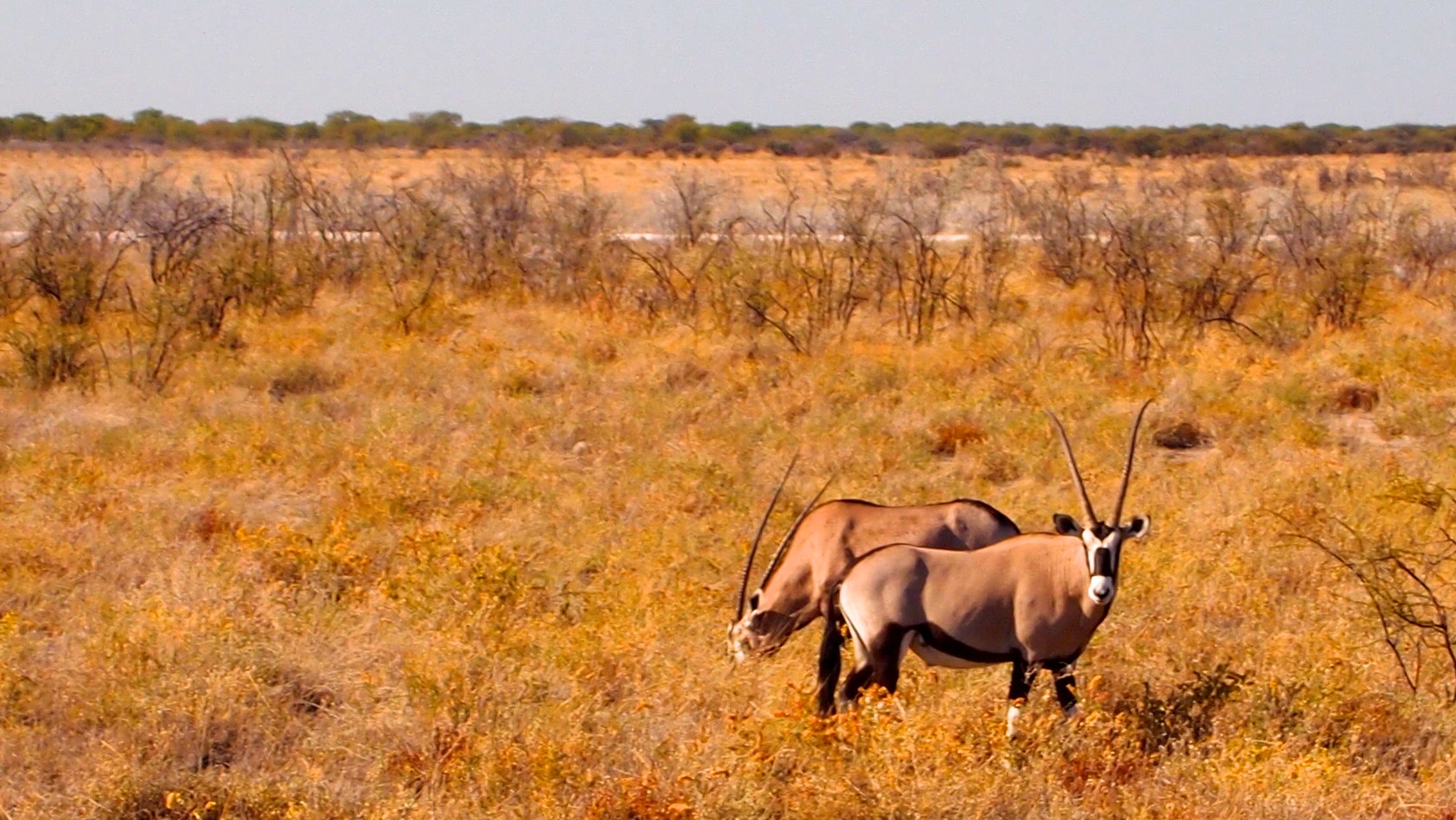 Etosha National Park, Namibia