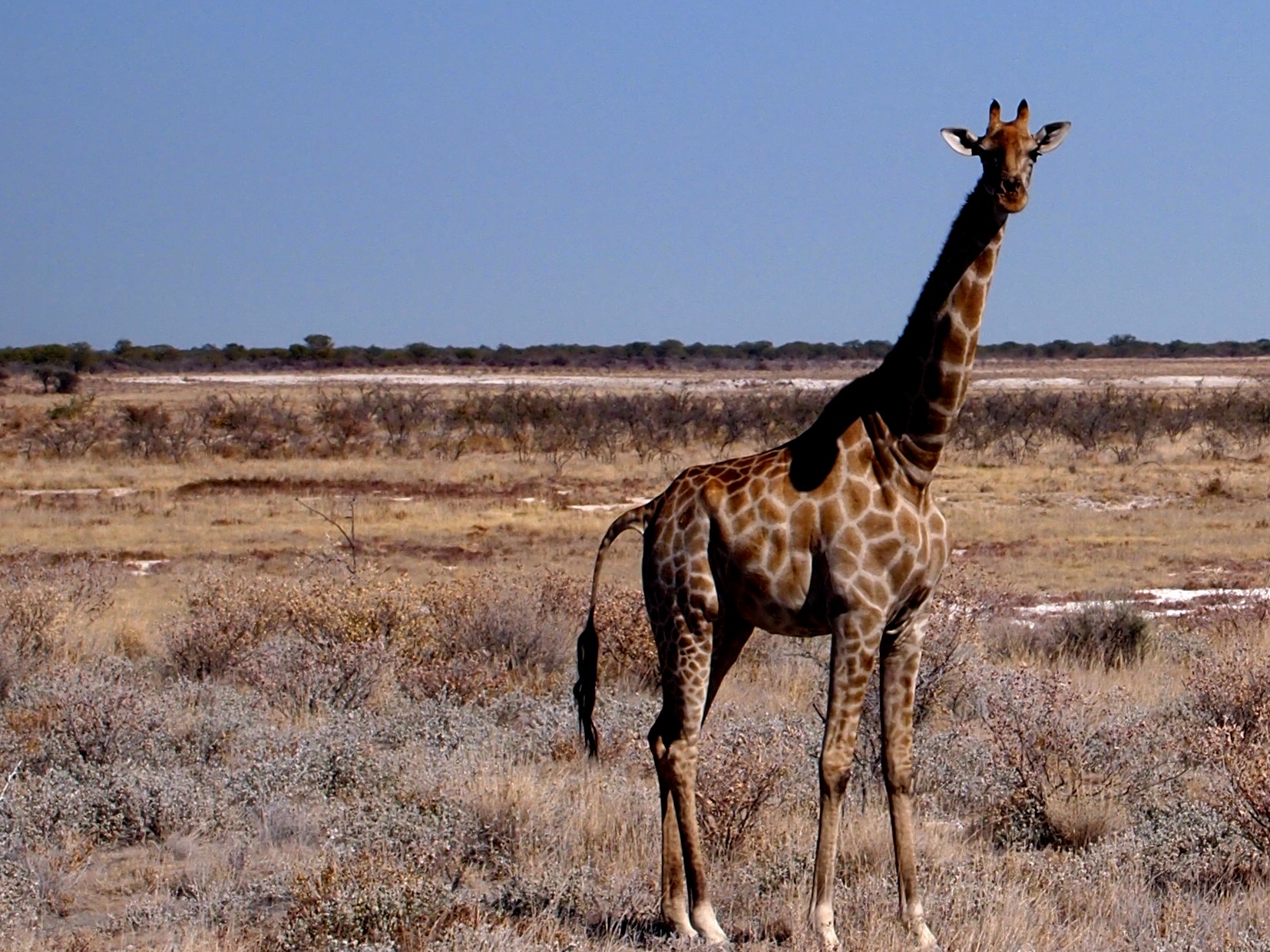 Etosha National Park, Namibia