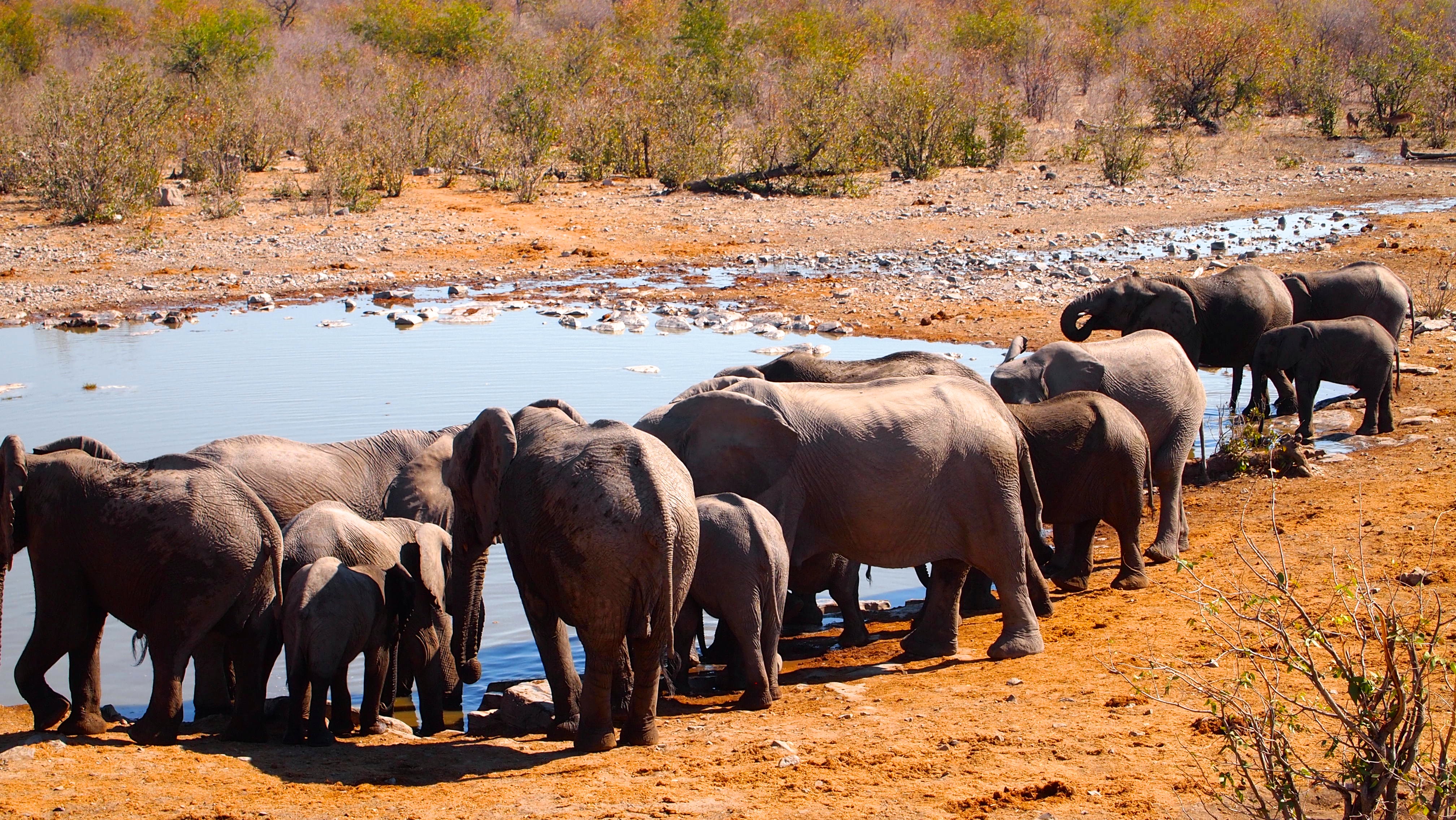 Etosha National Park, Namibia