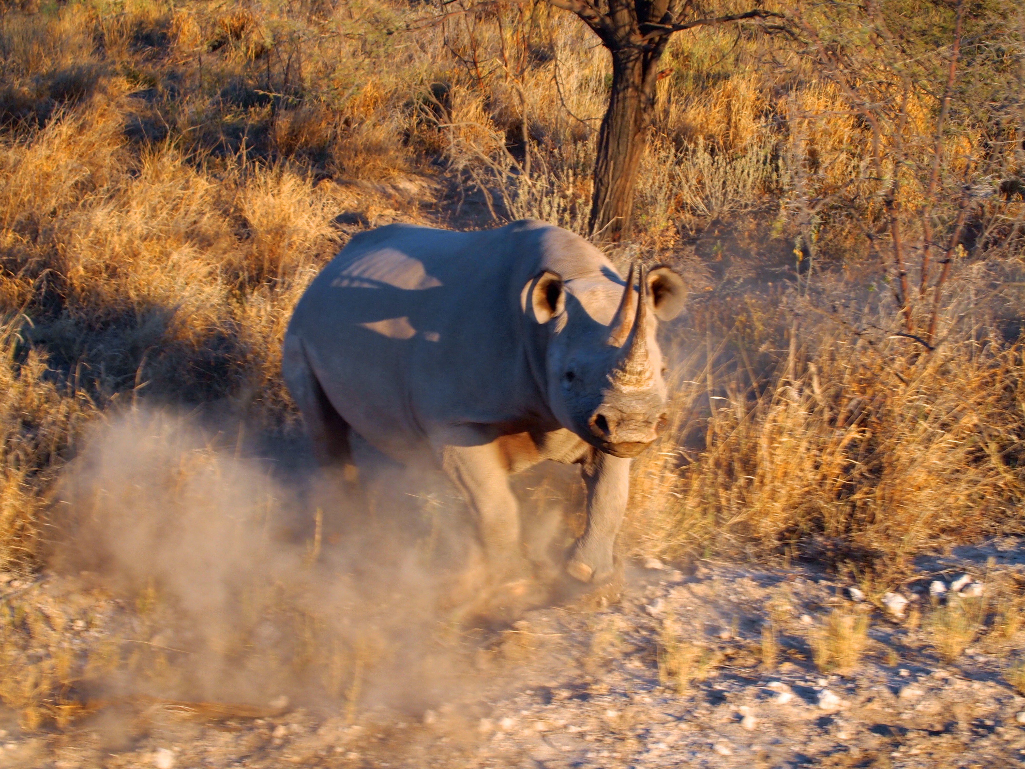 Etosha National Park, Namibia