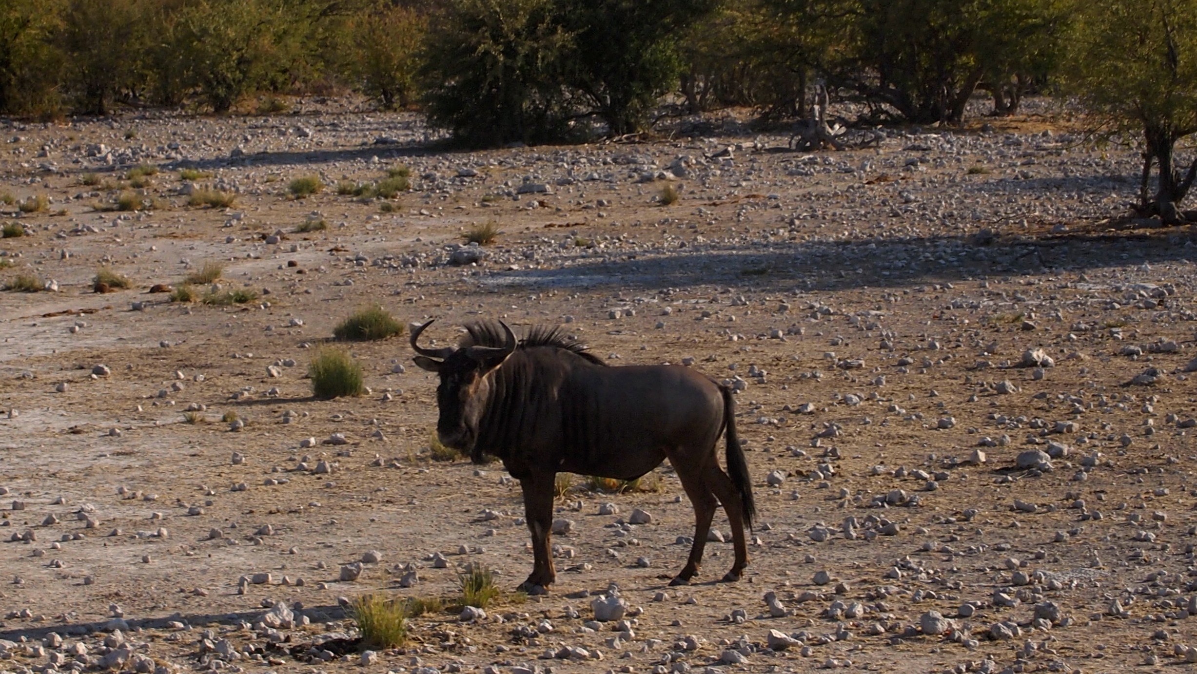 Etosha National Park, Namibia