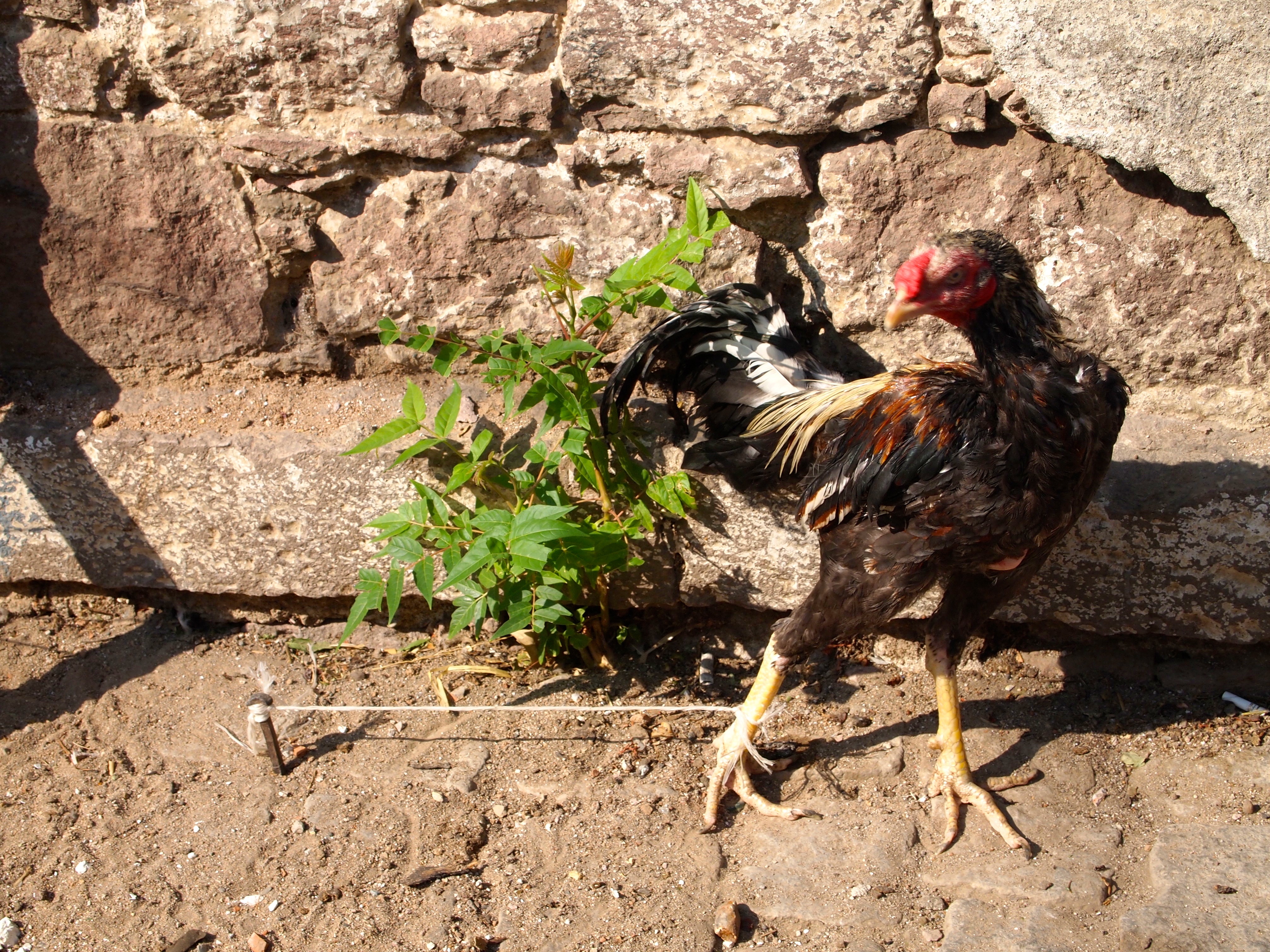 Thursday Market - Ayvalik, Turkey