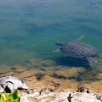 Galapagos Sea Turtles