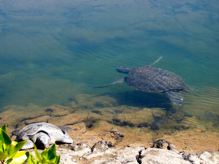 Galapagos Sea Turtles