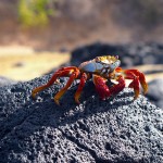 Galapagos Sally Lightfoot Crab